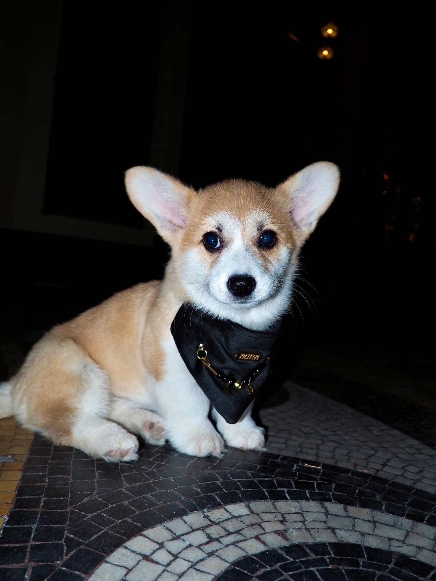 Bandana-Collier Velours Noir Impérial