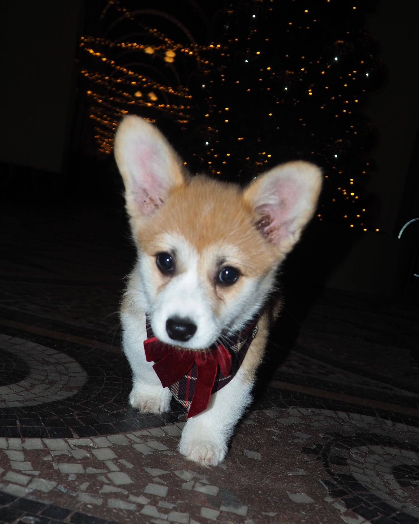 Bandana-Collier Tartan Noeud bordeaux