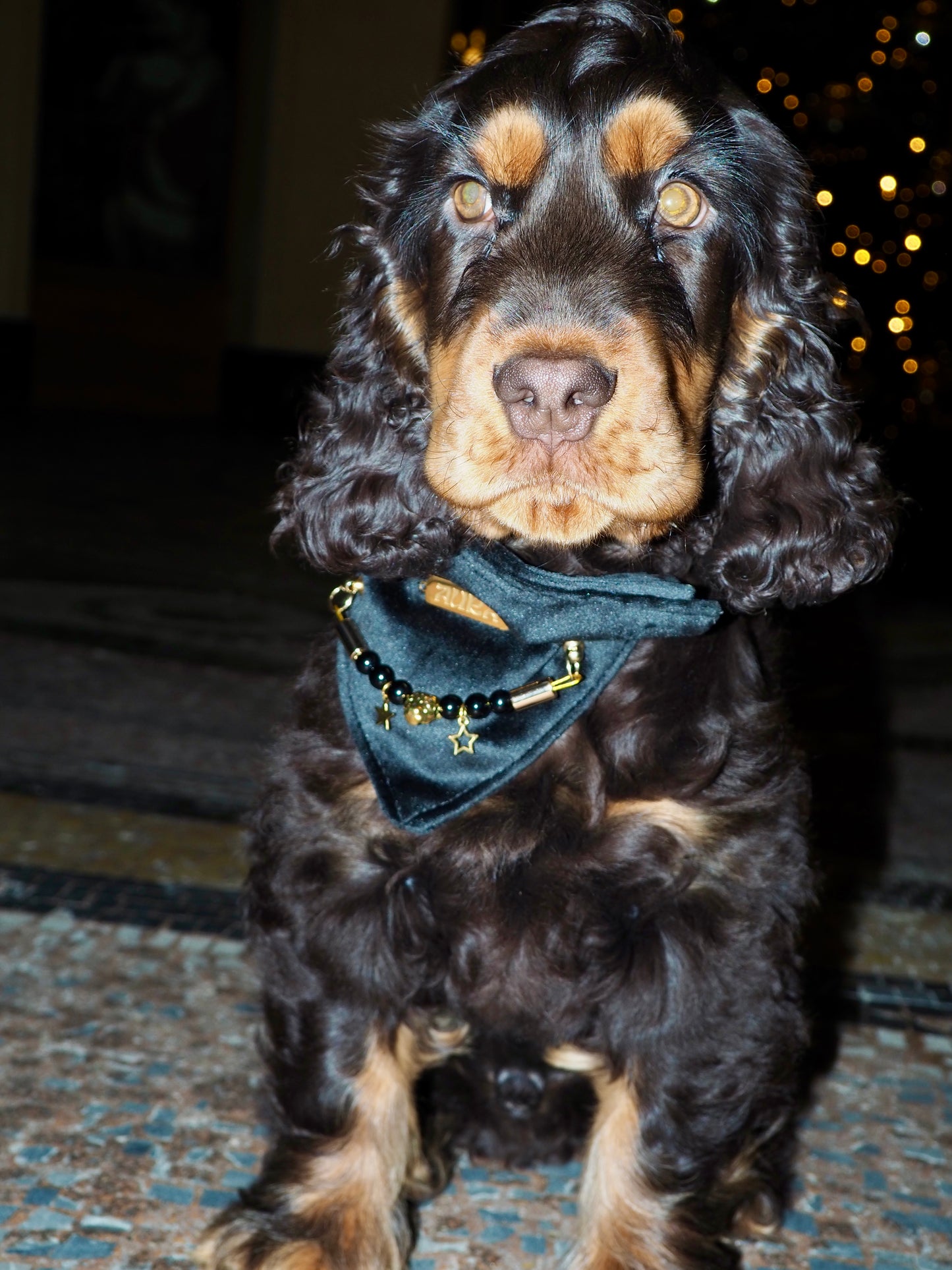 Bandana-Collier Velours Noir Impérial