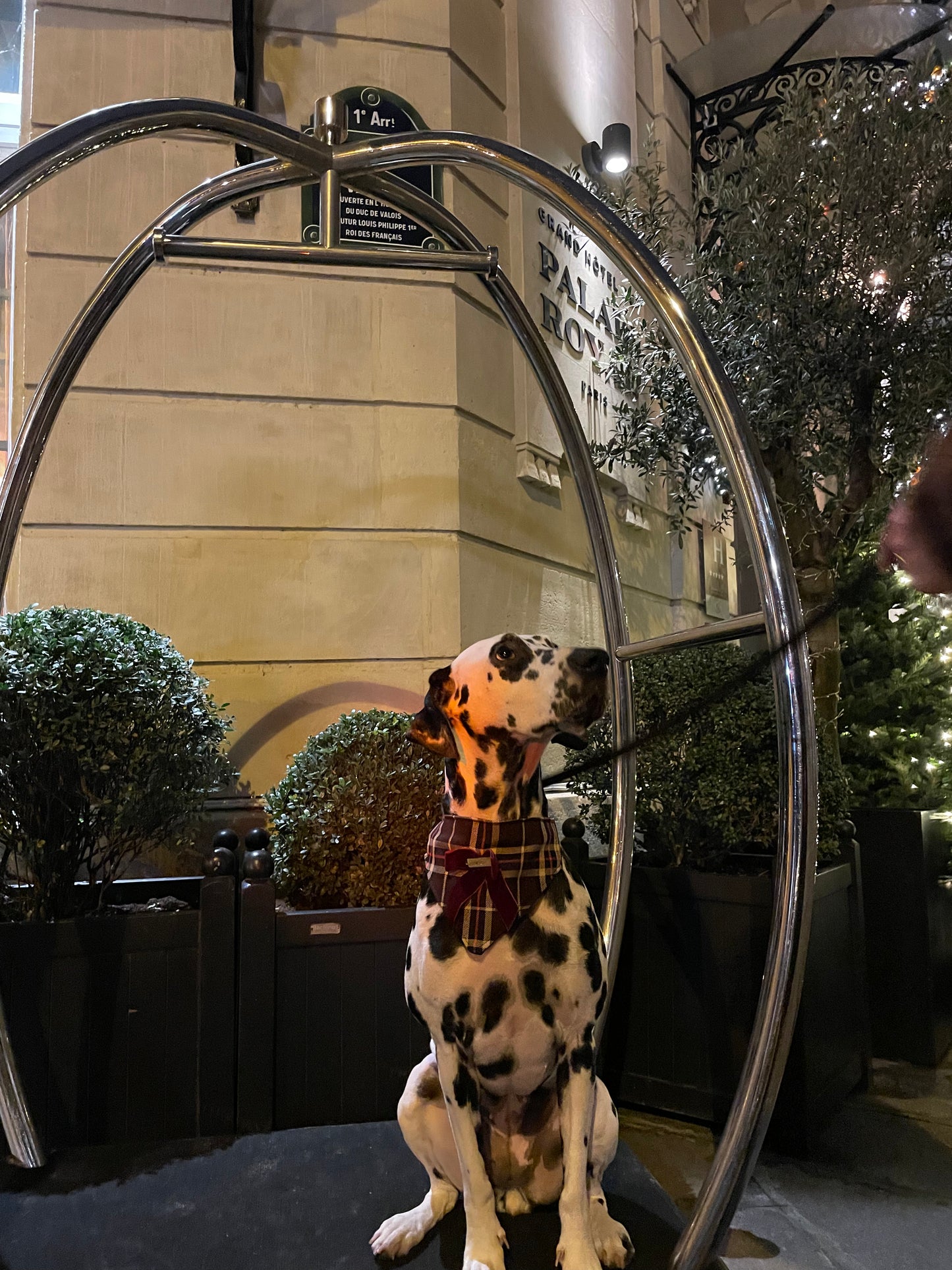 Bandana-Collier Tartan Noeud bordeaux