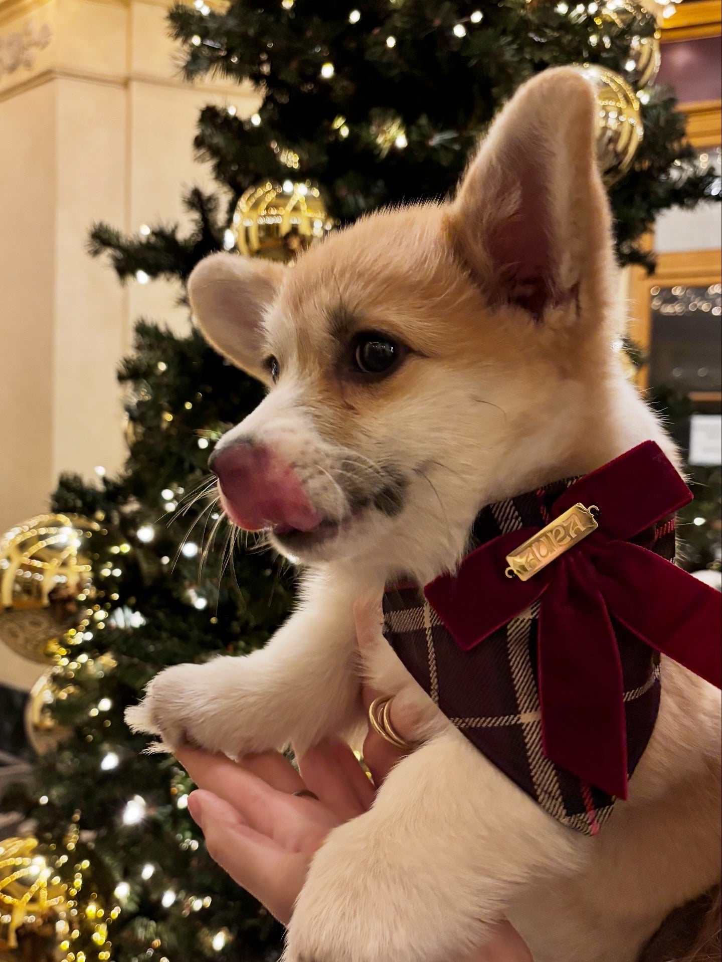 Bandana-Collier Tartan Noeud bordeaux