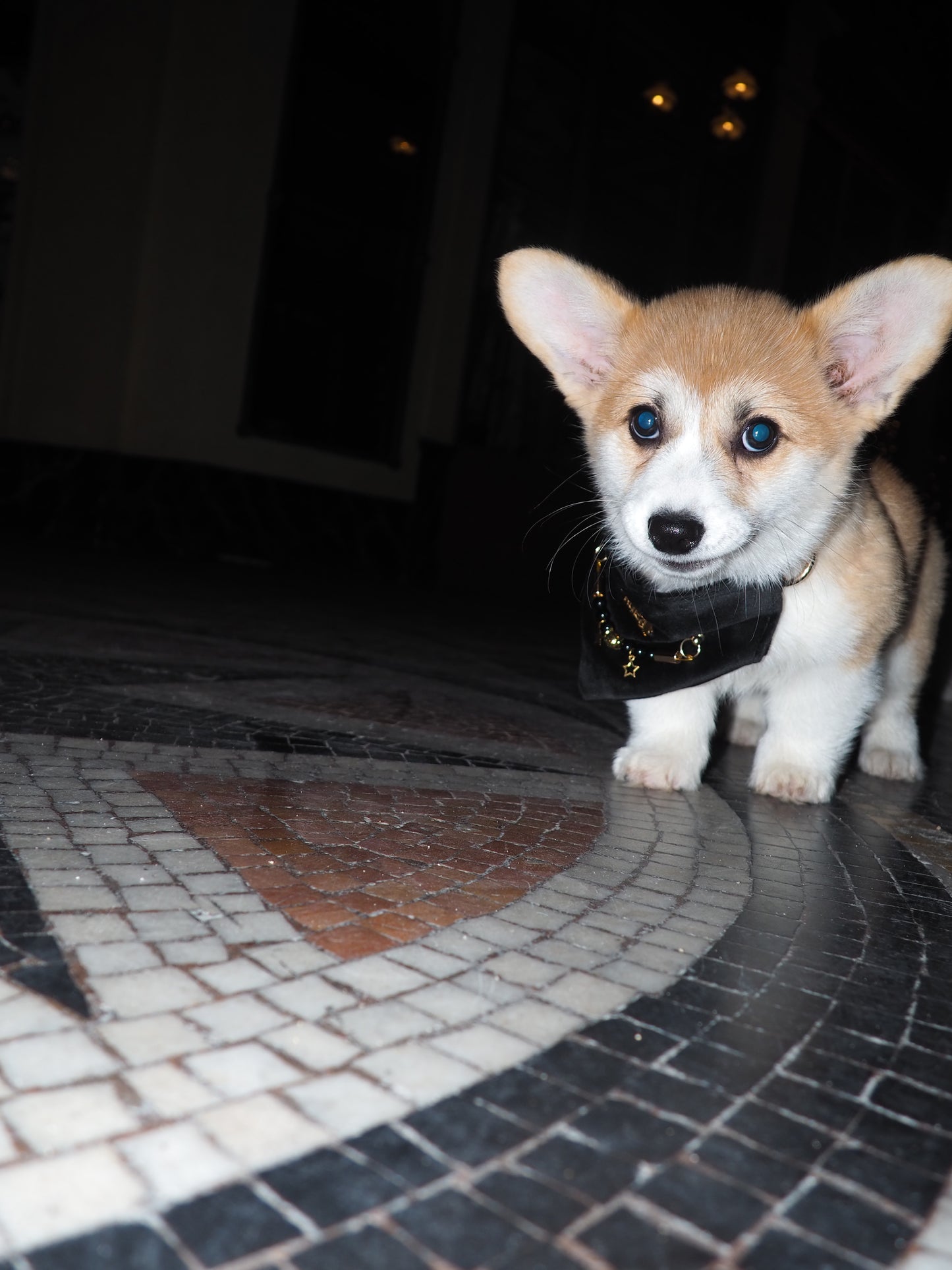 Bandana-Collier Velours Noir Impérial