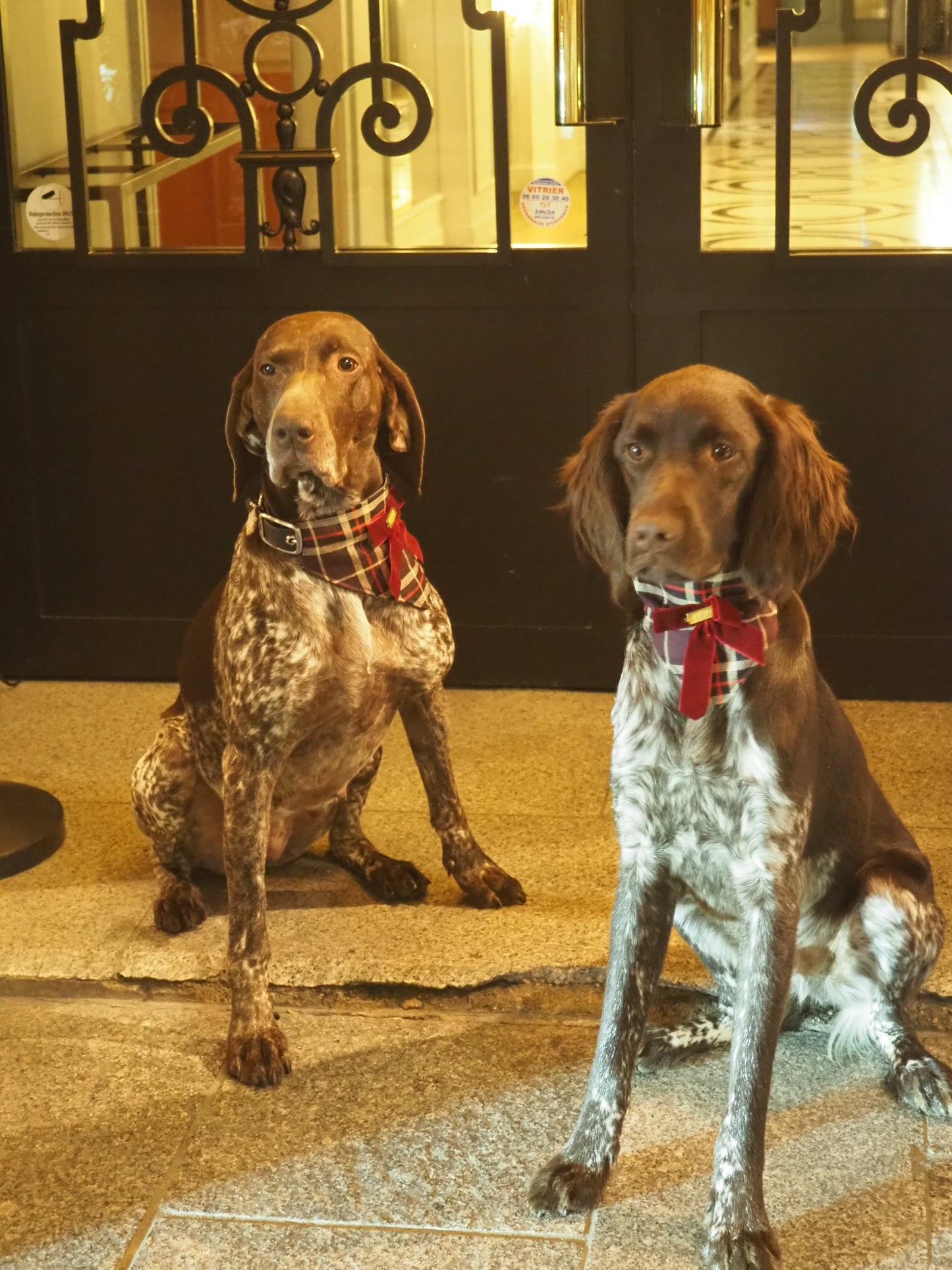 Bandana-Collier Tartan Noeud bordeaux