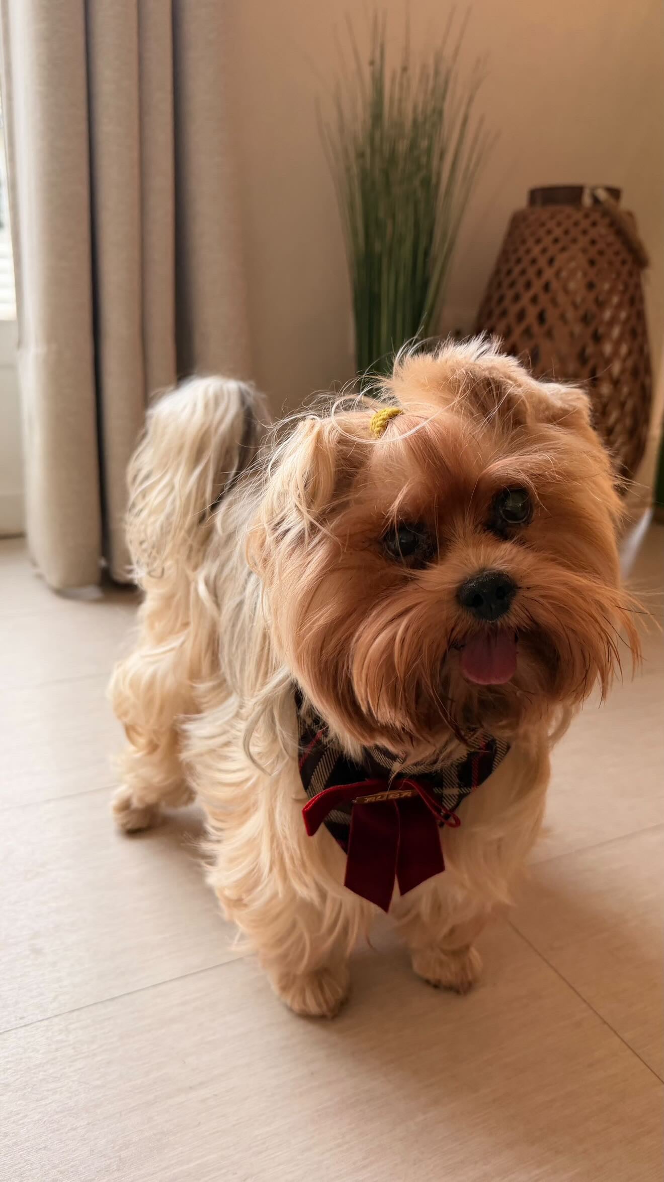 Bandana-Collier Tartan Noeud bordeaux