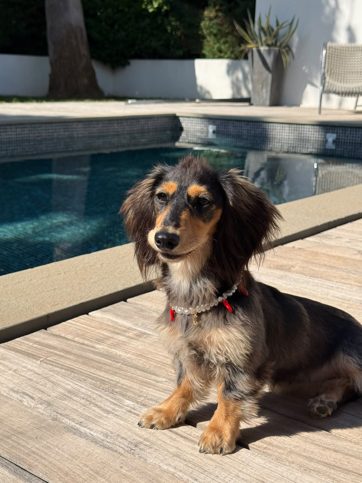 "Picante" Pearl Collar for Dogs and Cats