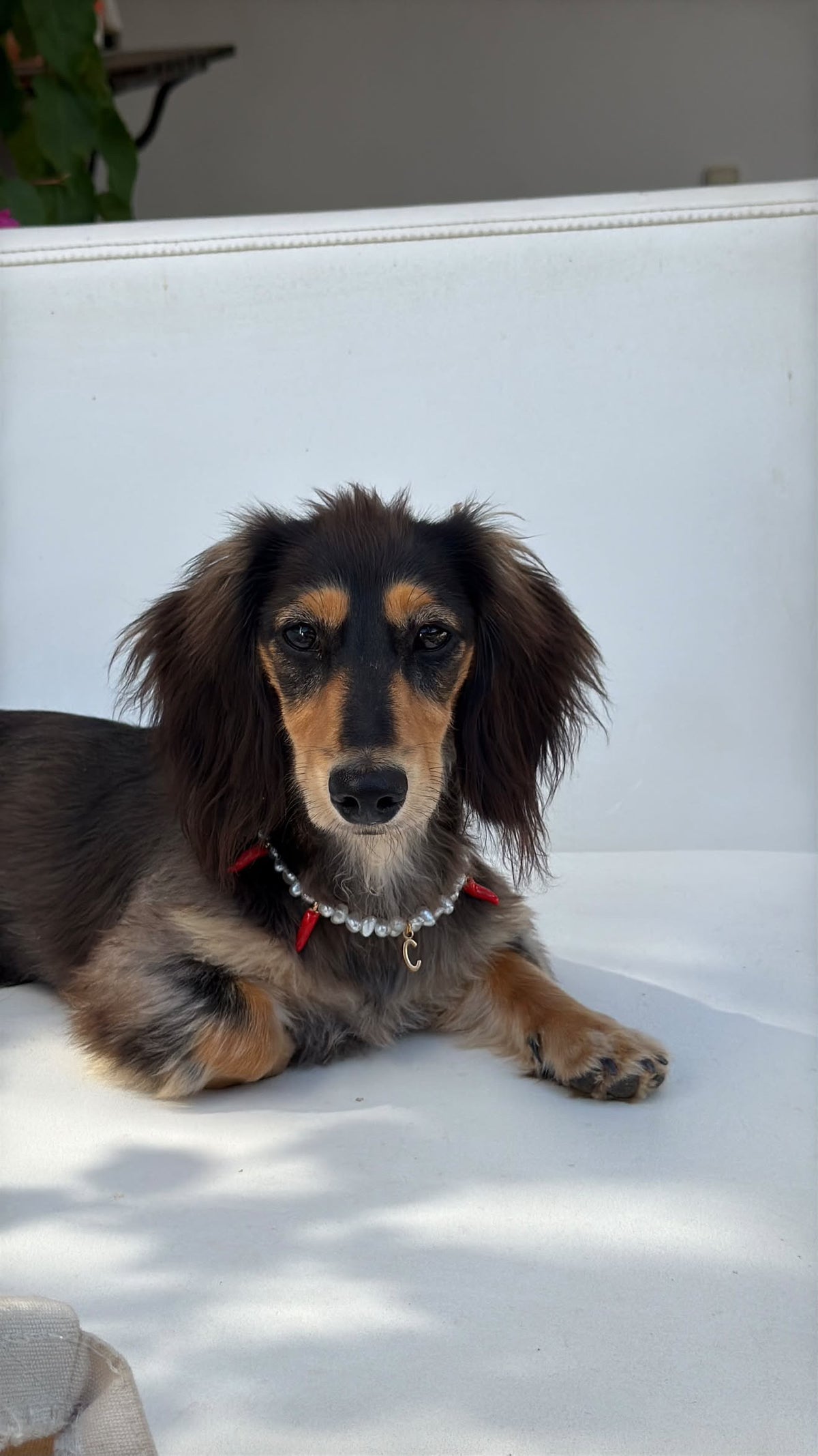"Picante" Pearl Collar for Dogs and Cats
