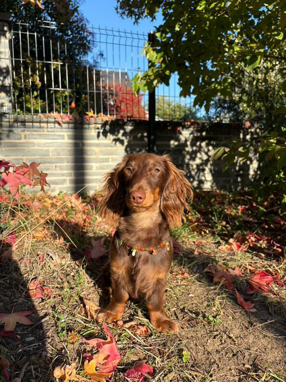 Collier en perles pour chien et chat Fall In Love