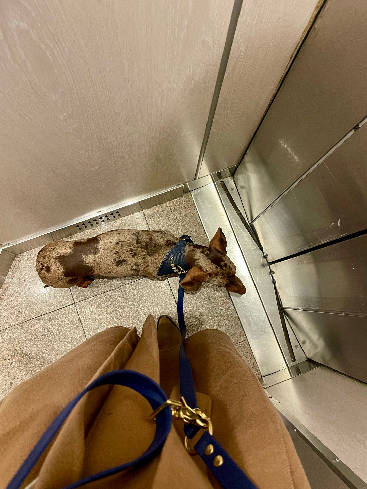 Pack Bandana en jeans + Collier en biothane - Aura x Oscar & Co