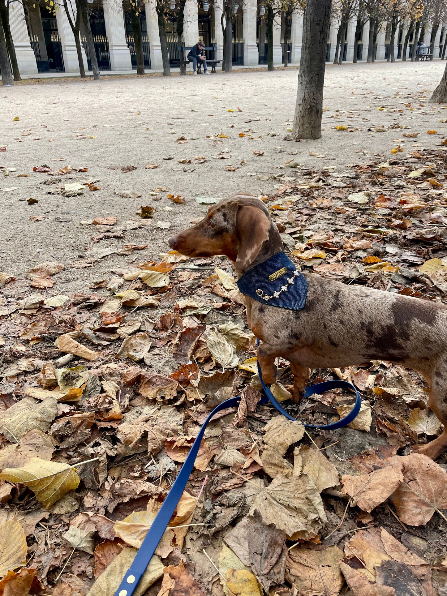 Pack Bandana en jeans + Collier en biothane - Aura x Oscar & Co
