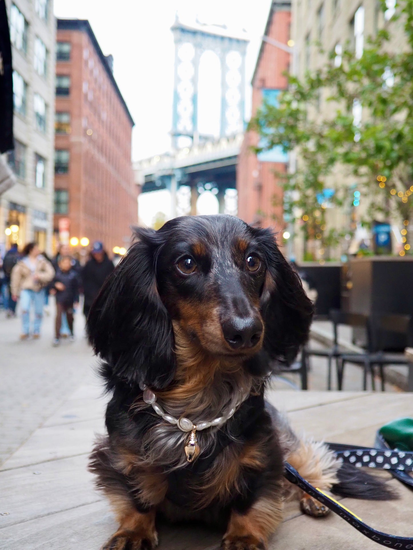 犬と猫用のIsla Pearl首輪