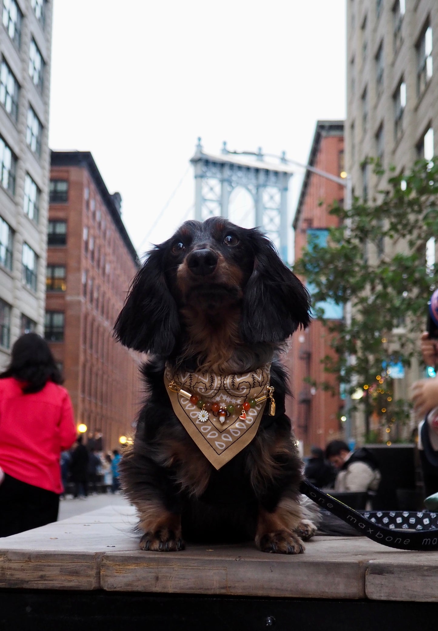 犬と猫用のイエローアリゾナバンダナカラー