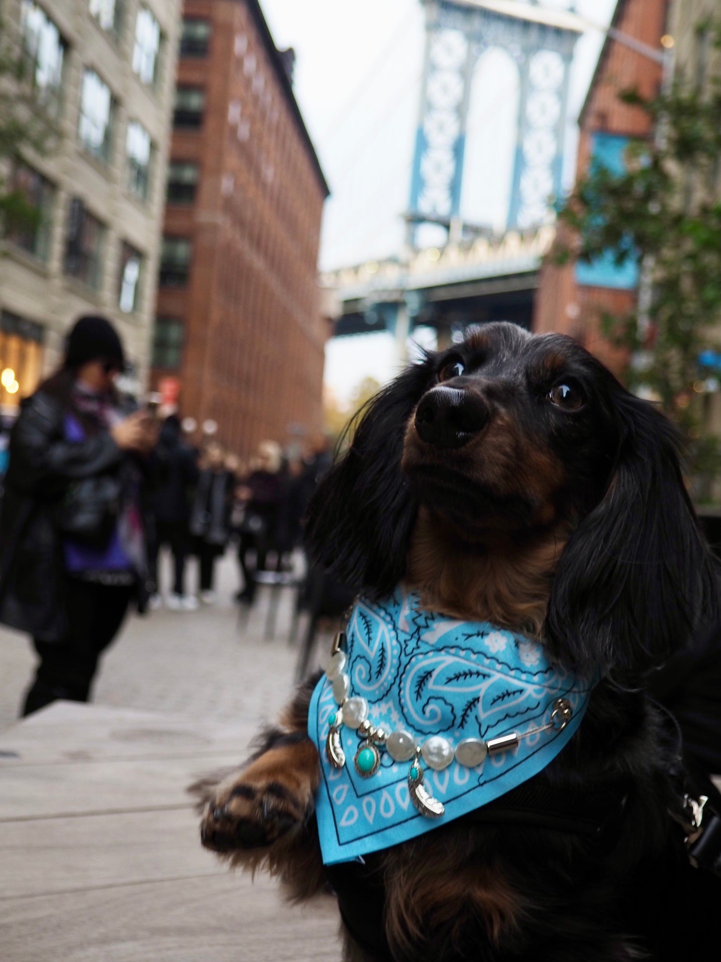 "Blue Cactus" blue bandana collar for Dogs and Cats