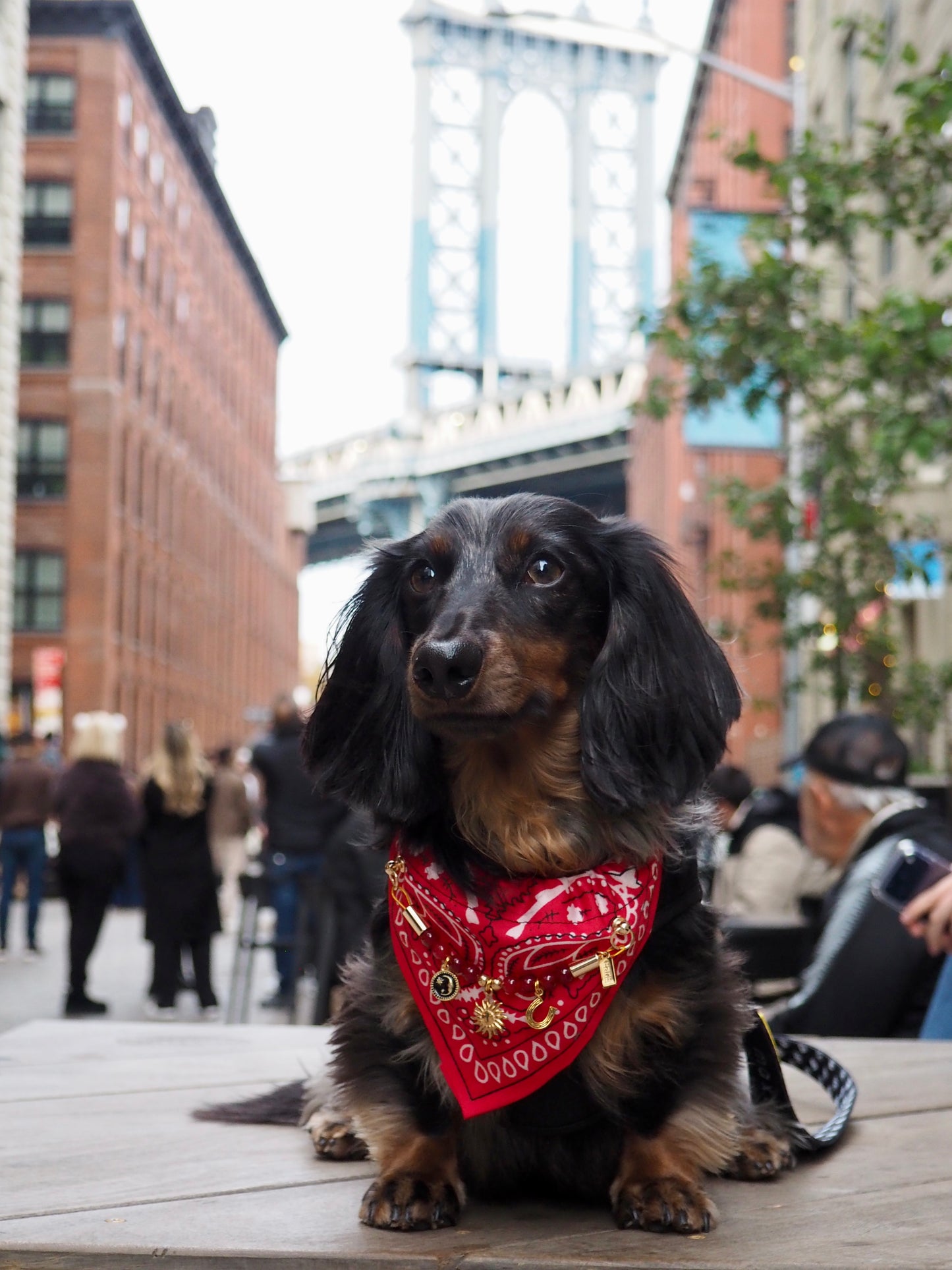 レッドムスタング 犬猫用バンダナカラー