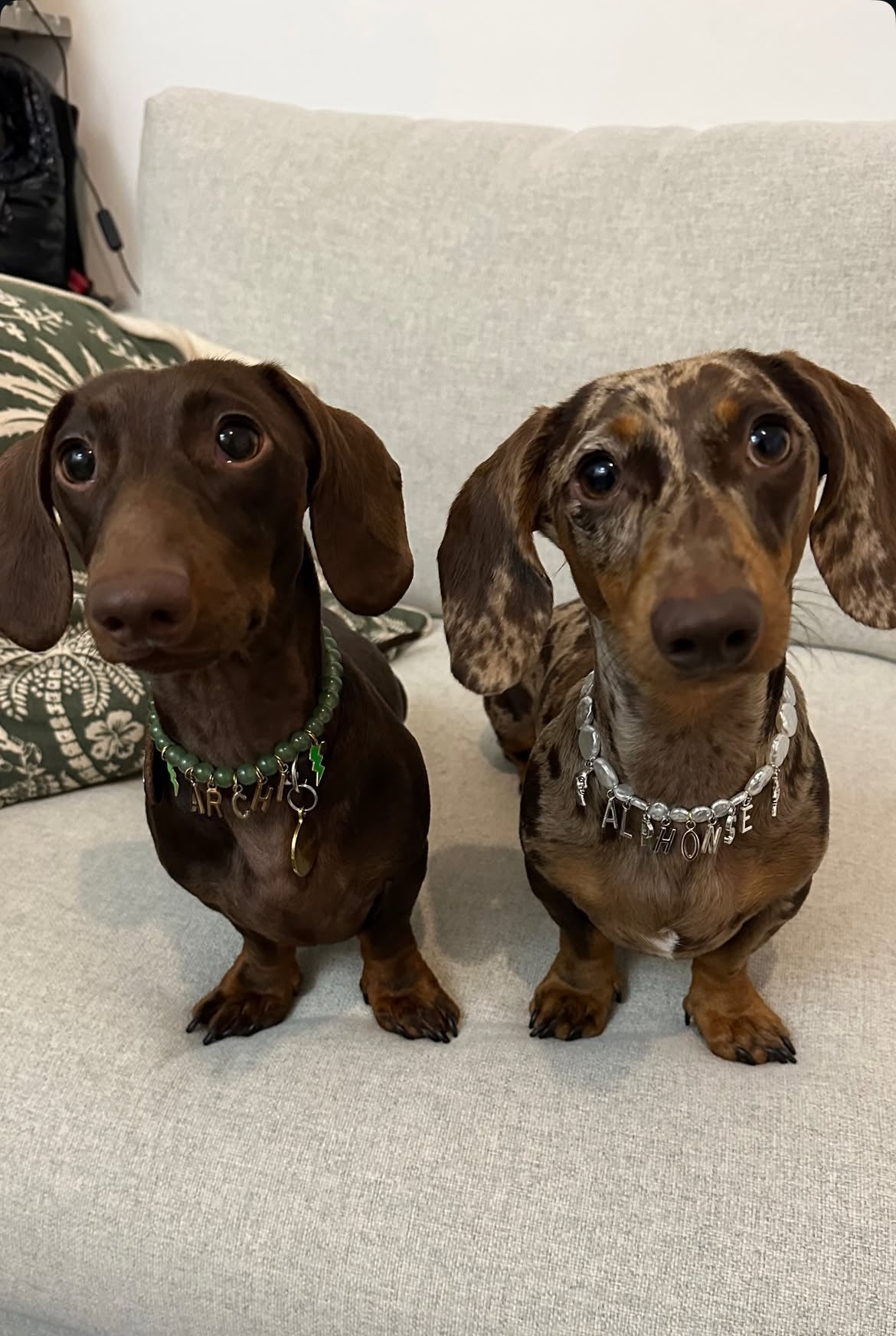 Fully customized Pearl Collar for Dogs and Cats