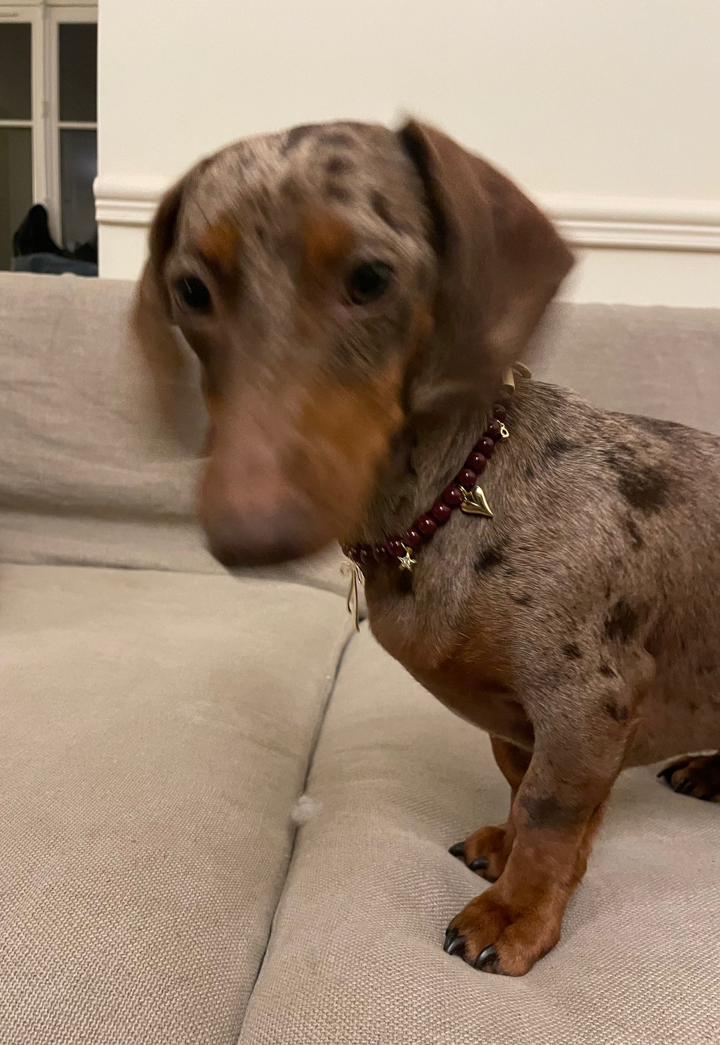 Celeste beaded dog collar