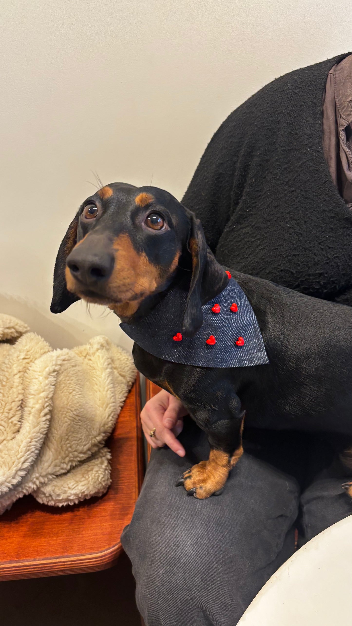 Bandana-Collier Cupidon pour chiens