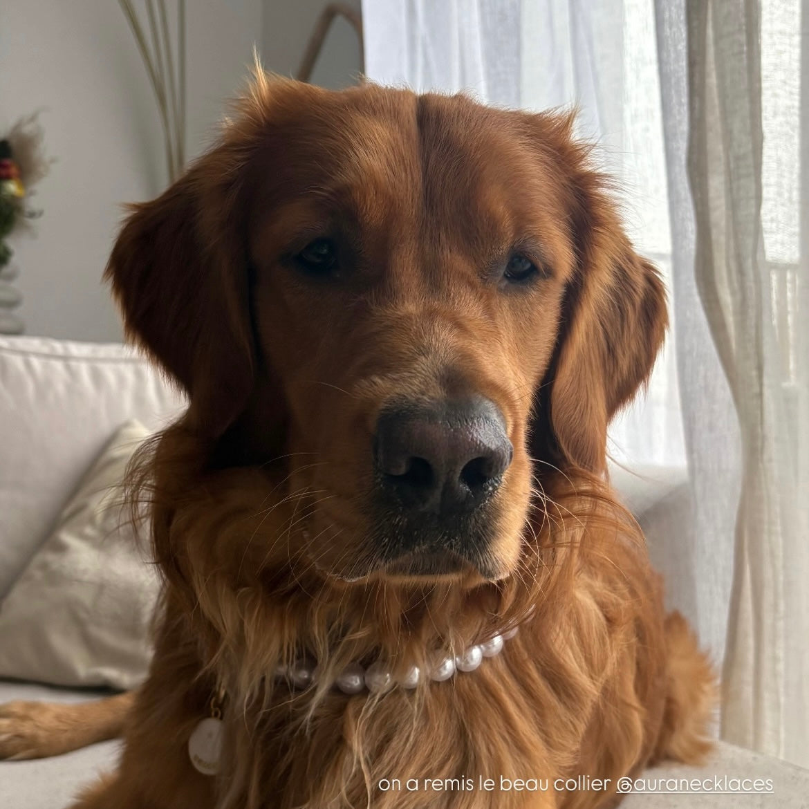 "Baronne" Pearl Collar for Dogs and Cats