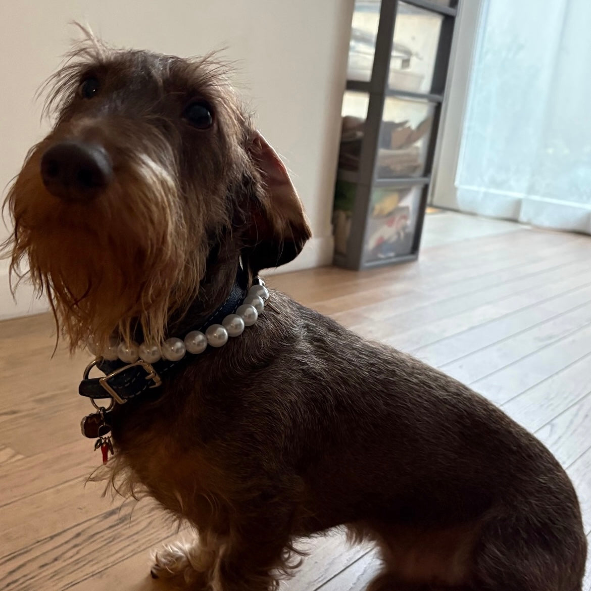 "Baronne" Pearl Collar for Dogs and Cats