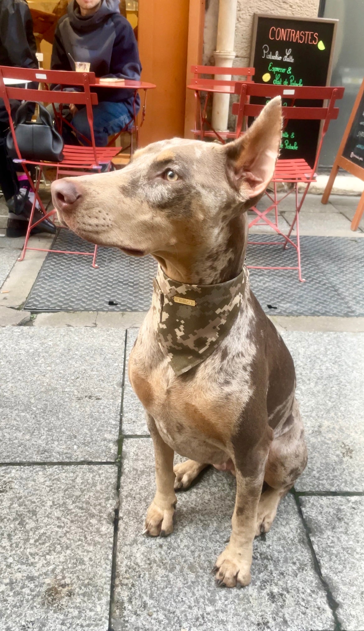 Bandana-Collier Ranger pour chiens