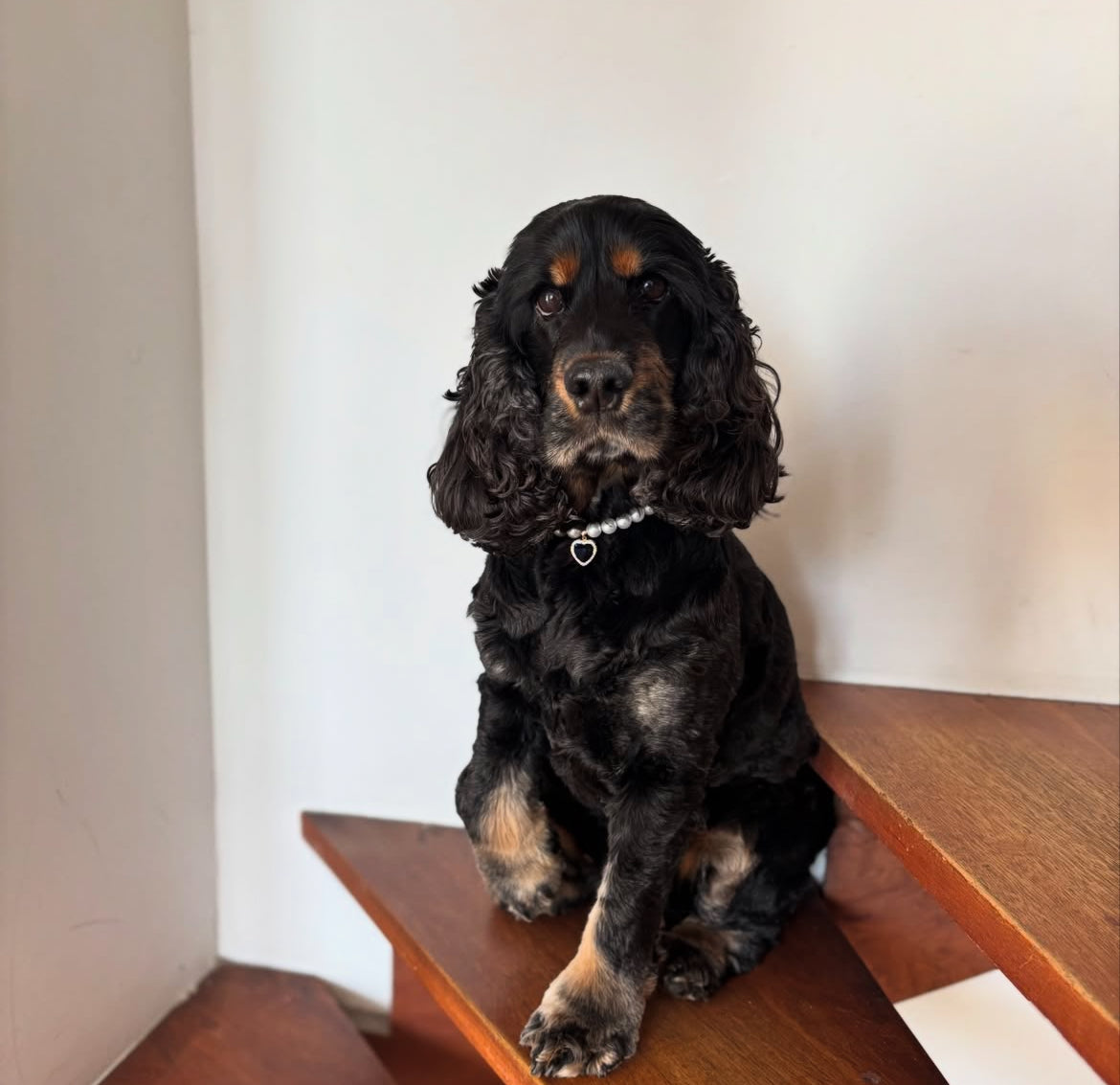 Collier en perles pour chien et chat Duchesse