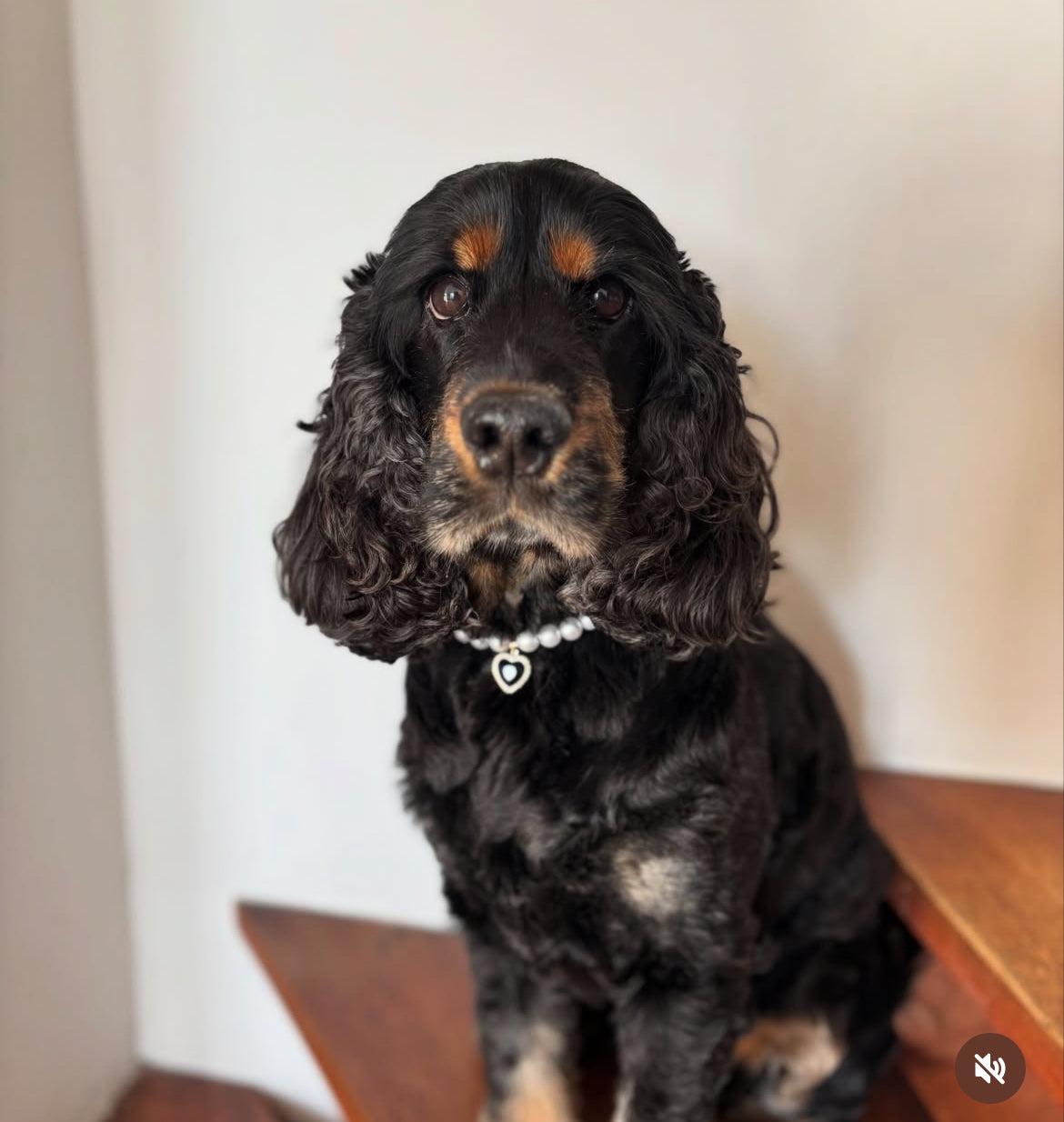 Collier en perles pour chien et chat Duchesse