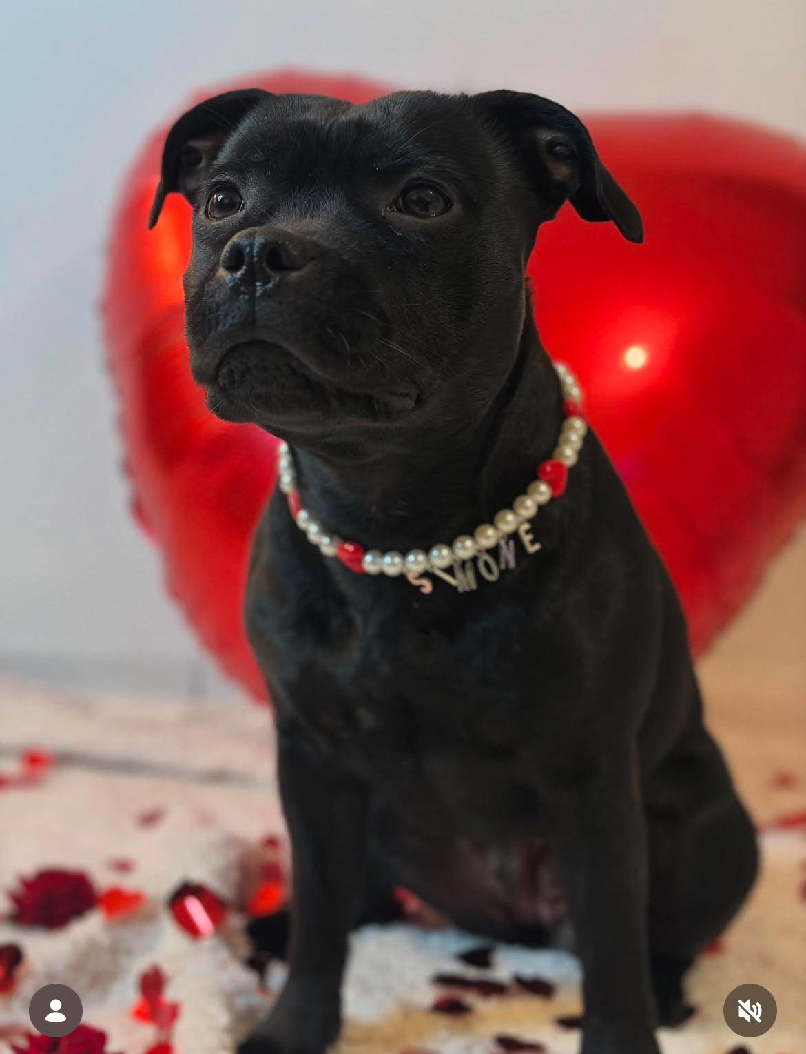 "Sweetheart" Pearl Collar for Dogs and Cats