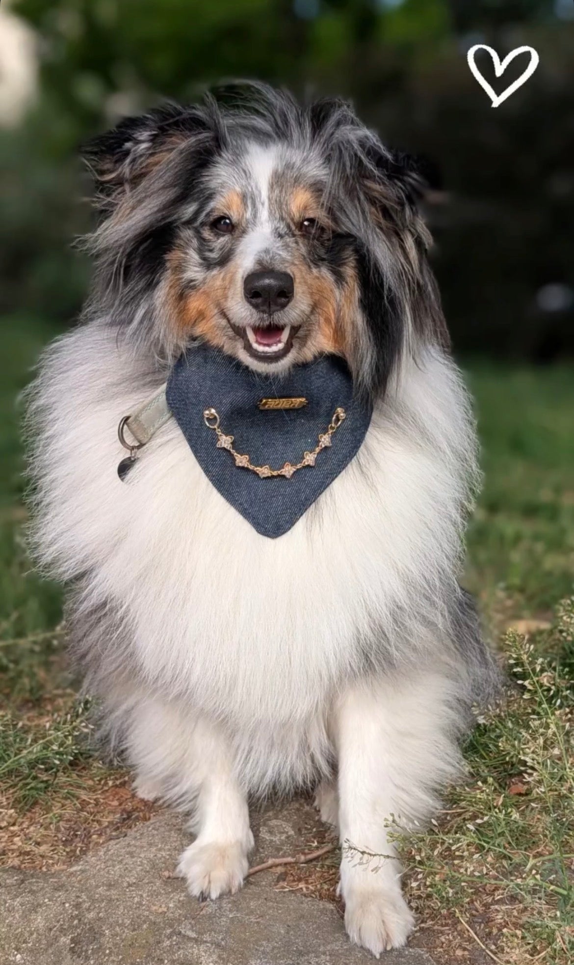 100% Denim Star Kid Dog Bandana-Collar