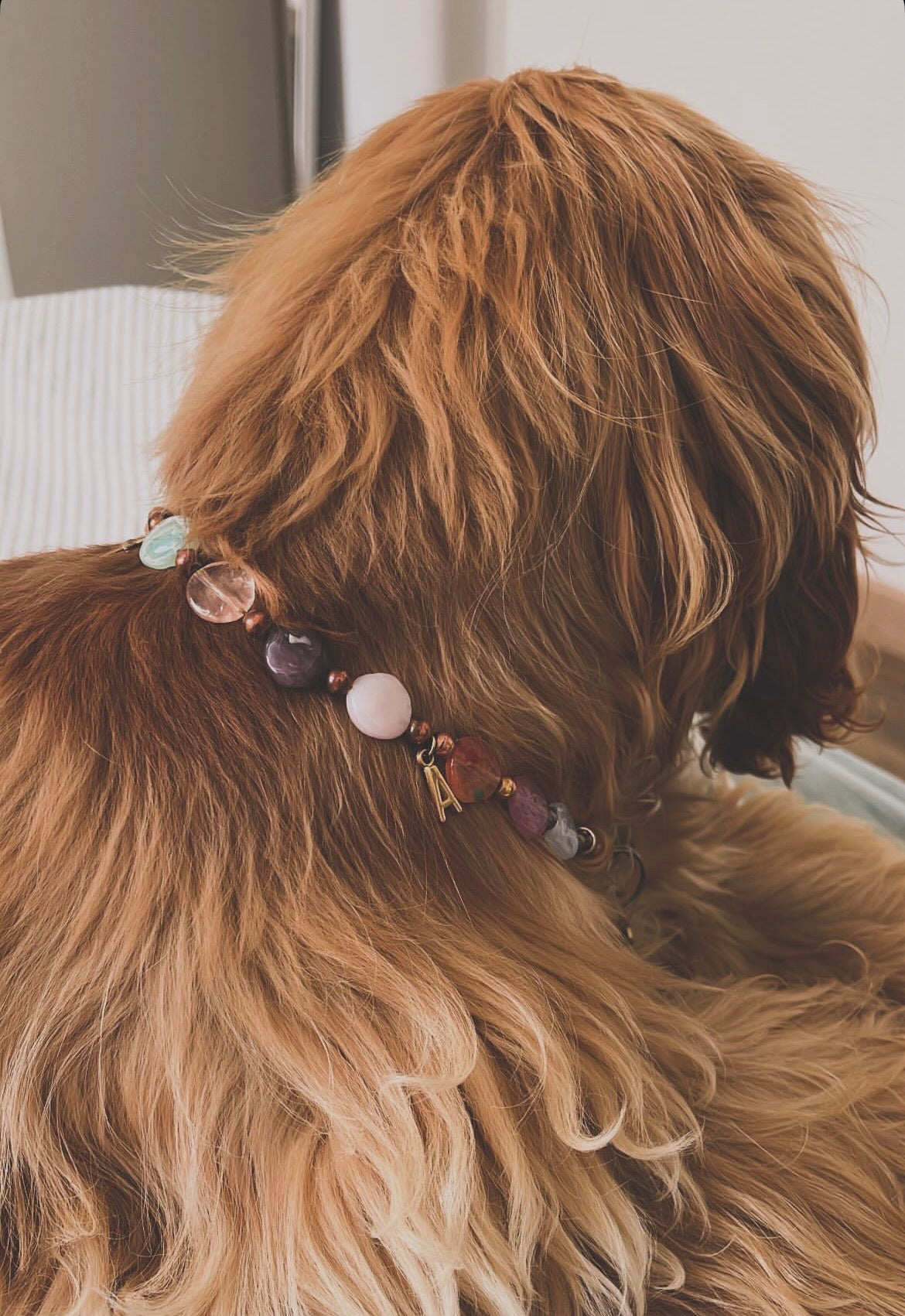Calypso Pearl Collar for Dogs and Cats
