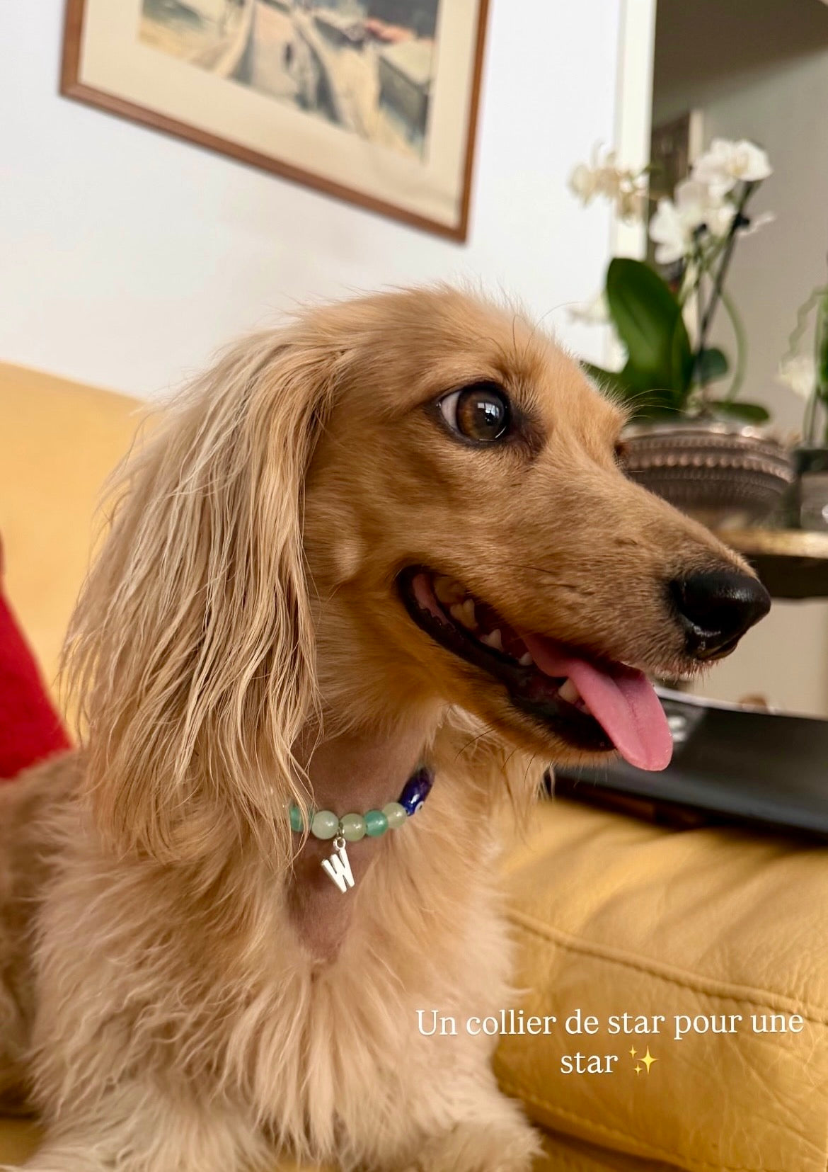 犬と猫用のペスカパール首輪