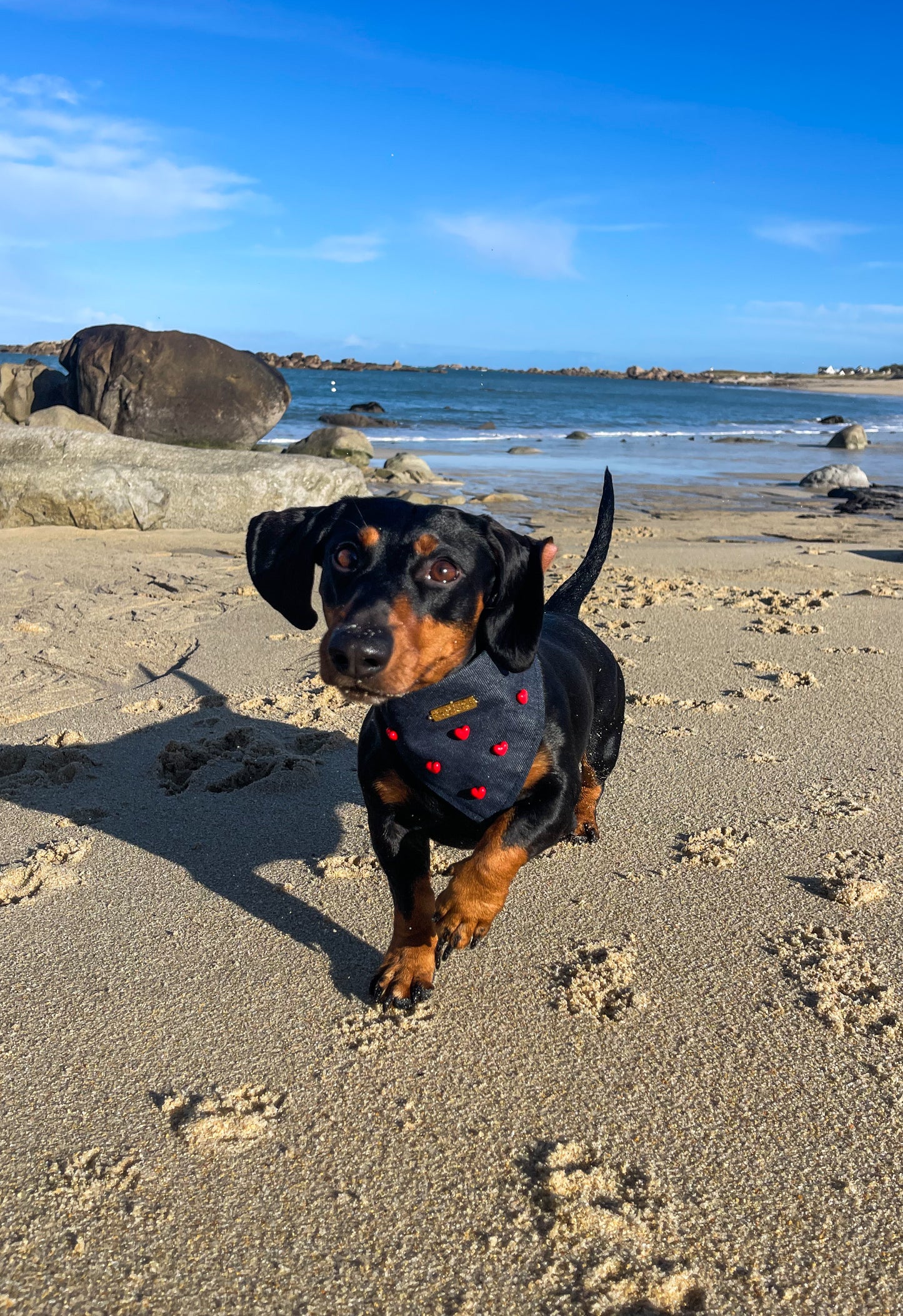 Bandana-Collier Cupidon pour chiens