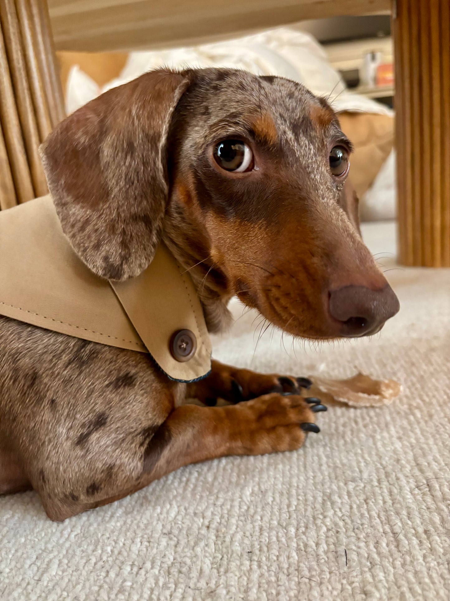 Bandana-Collier Trench pour chiens