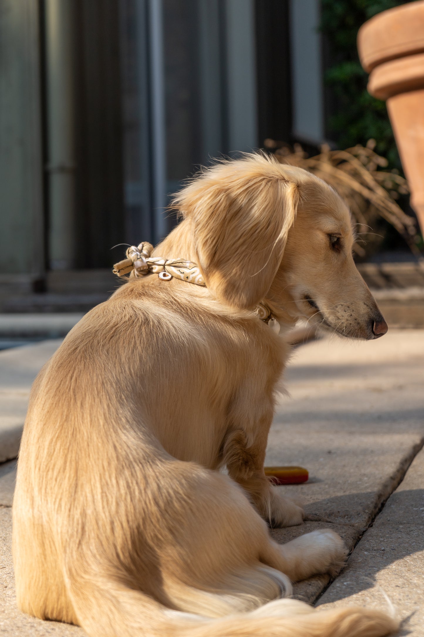 Bandana-Collier à nouer beige Dune pour chien et chat