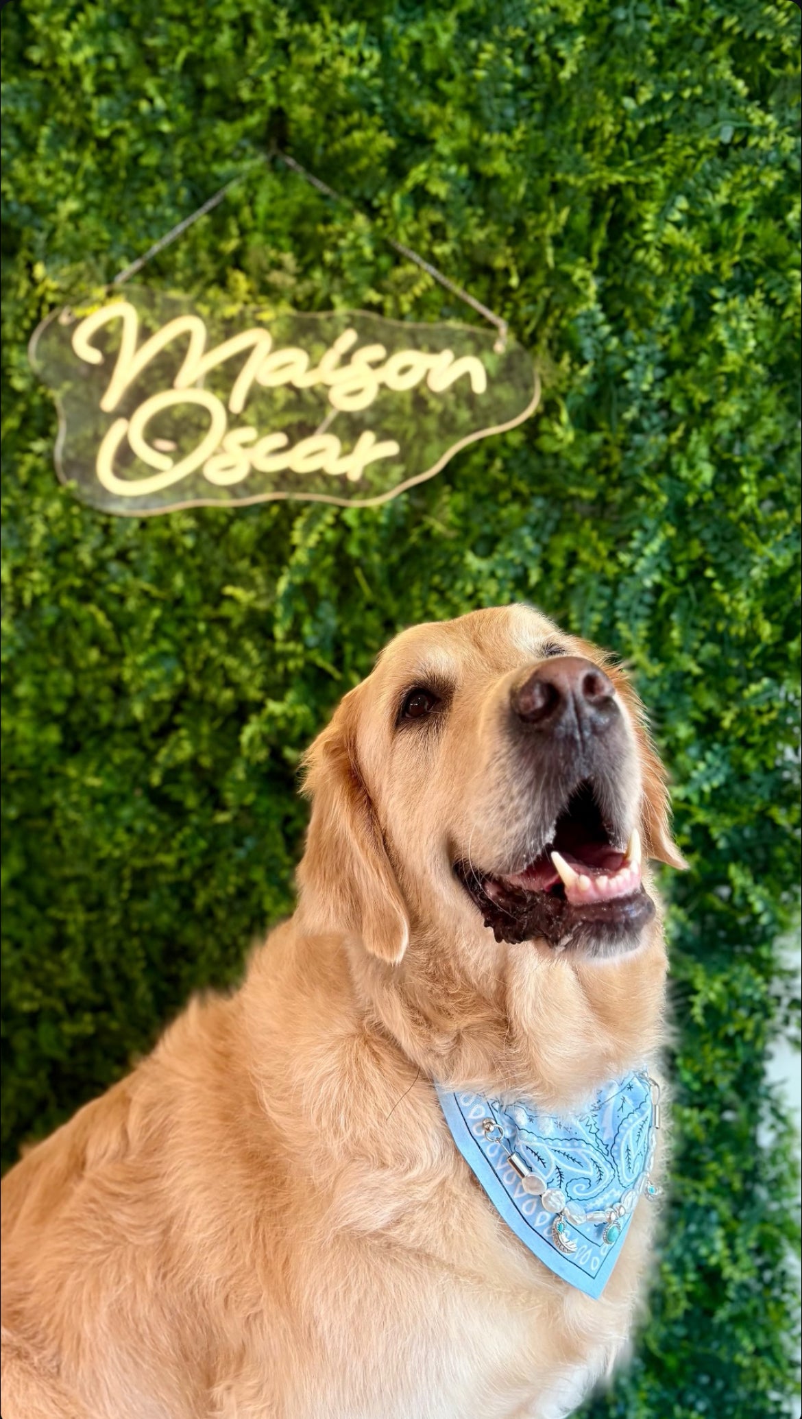 Bandana-Collier bleu Blue Cactus pour chien et chat