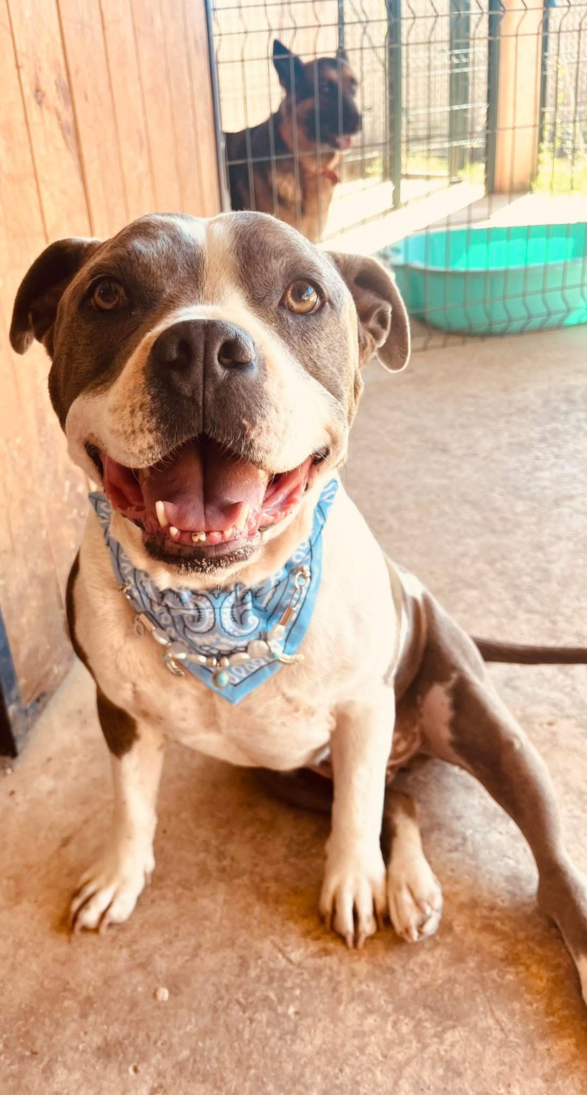 Bandana-Collier bleu Blue Cactus pour chien et chat