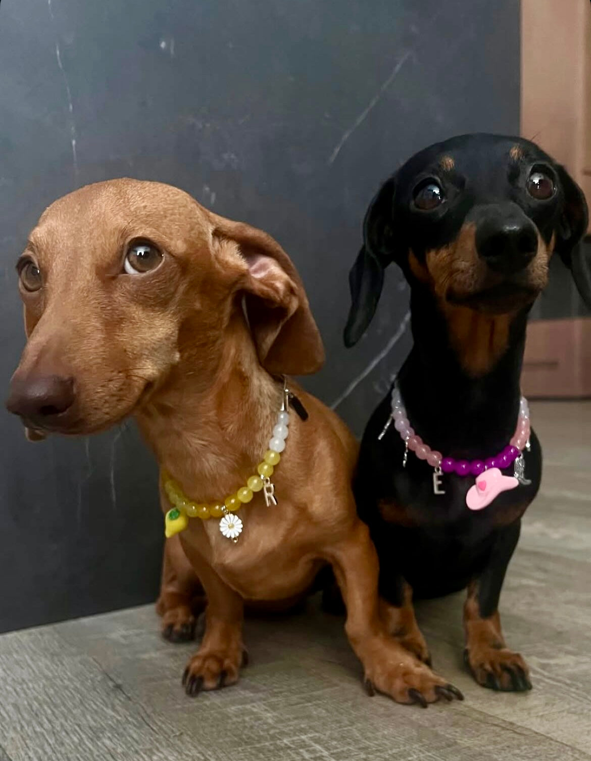 Collier en perles pour chien et chat Cow Girl