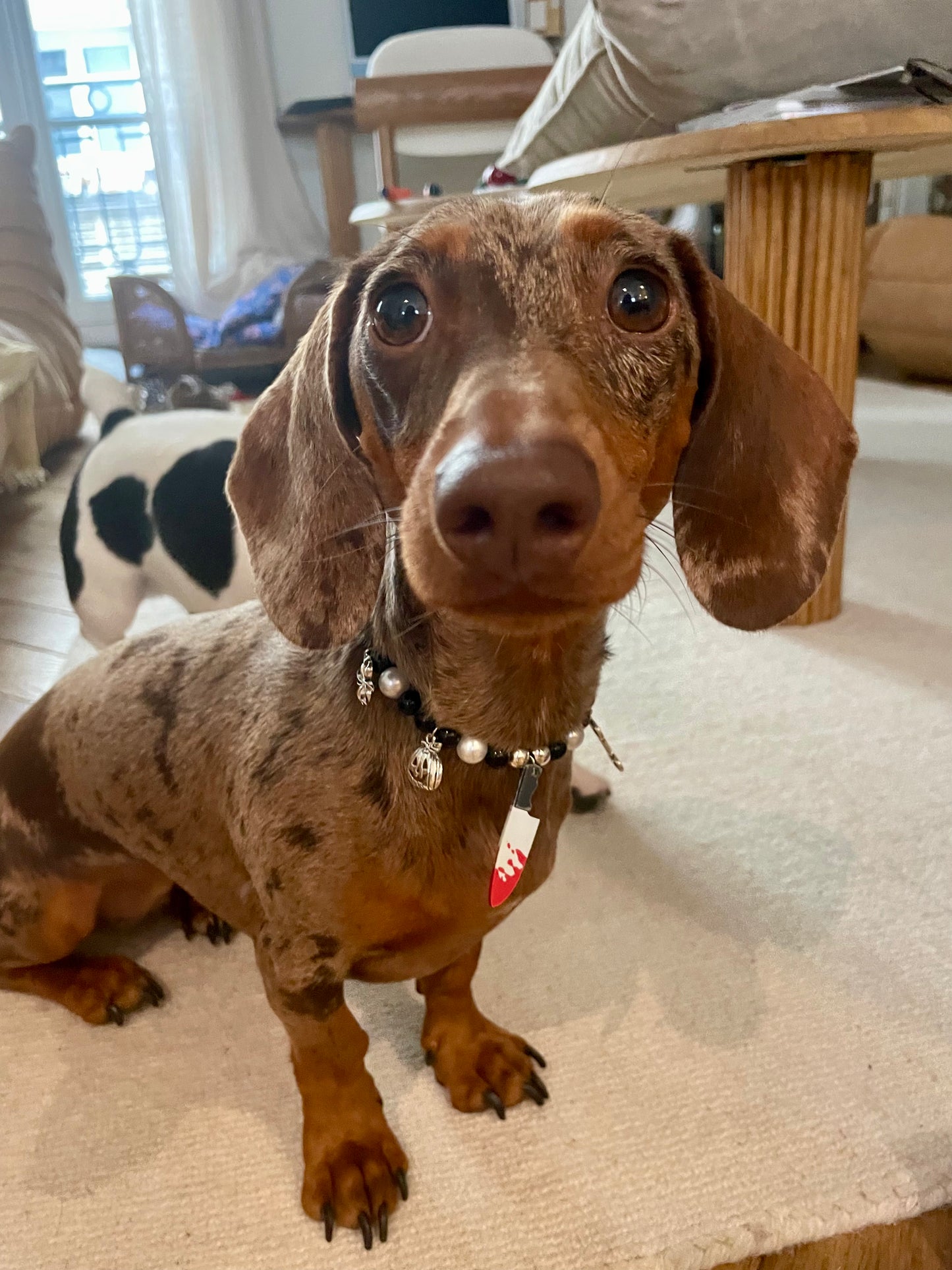 Collier en perles pour chien et chat spécial Halloween