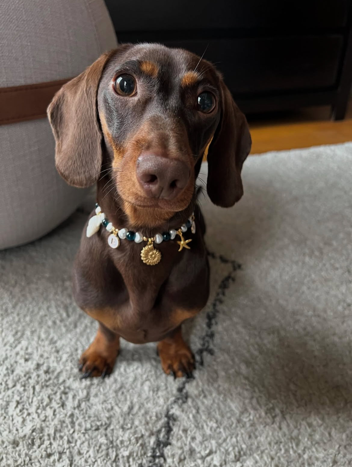 Fully customized Pearl Collar for Dogs and Cats