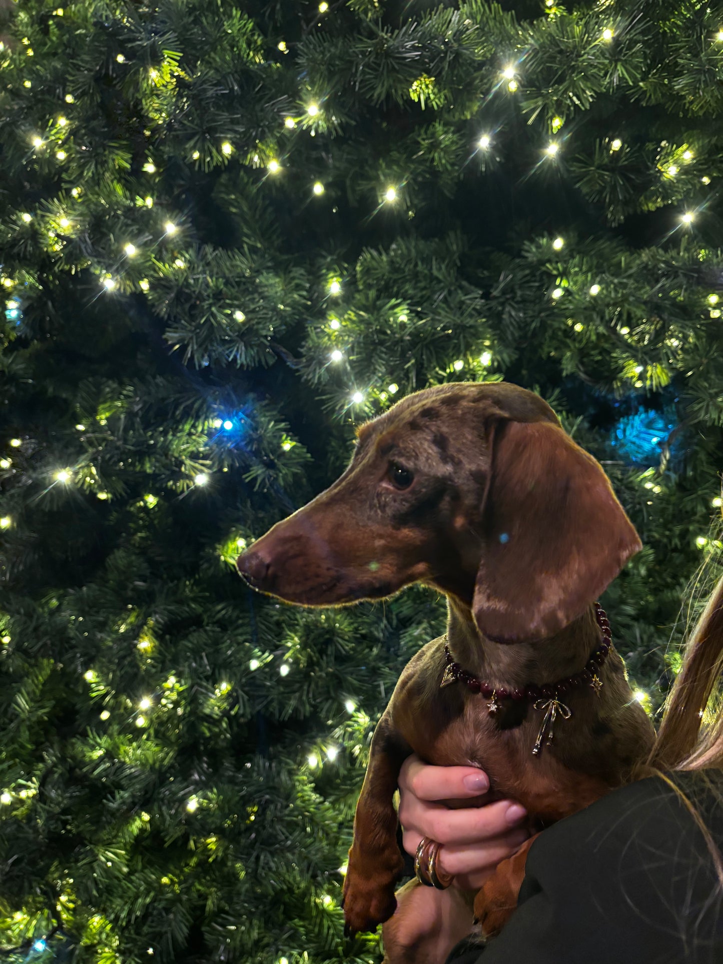 Celeste beaded dog collar