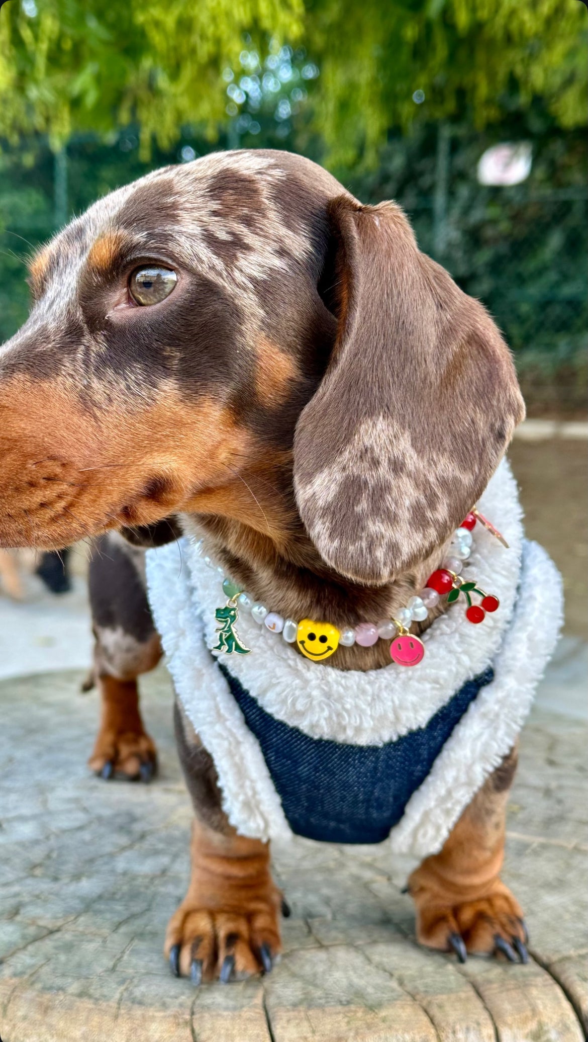 Fully customized Pearl Collar for Dogs and Cats