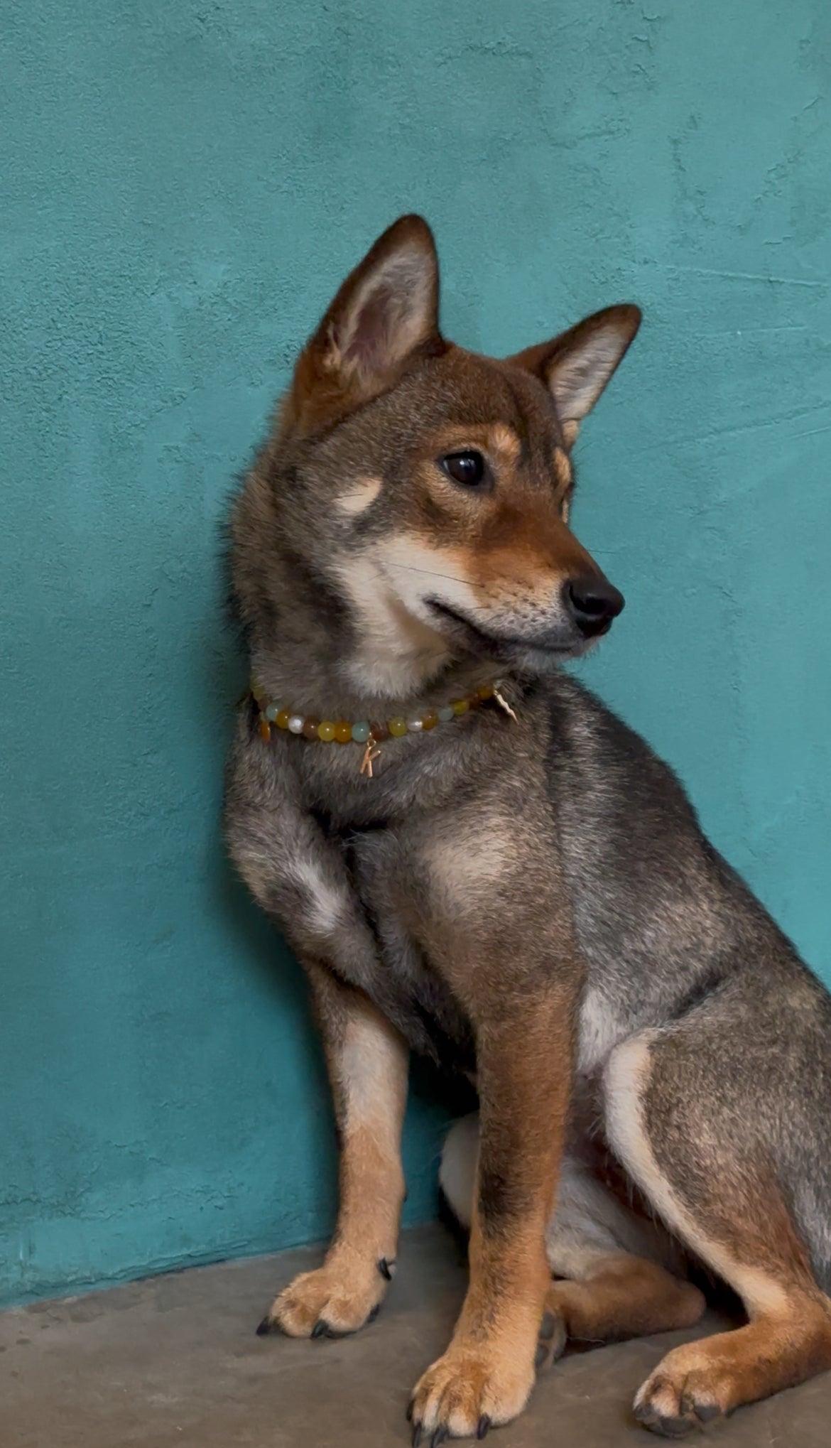 Fully customized Pearl Collar for Dogs and Cats