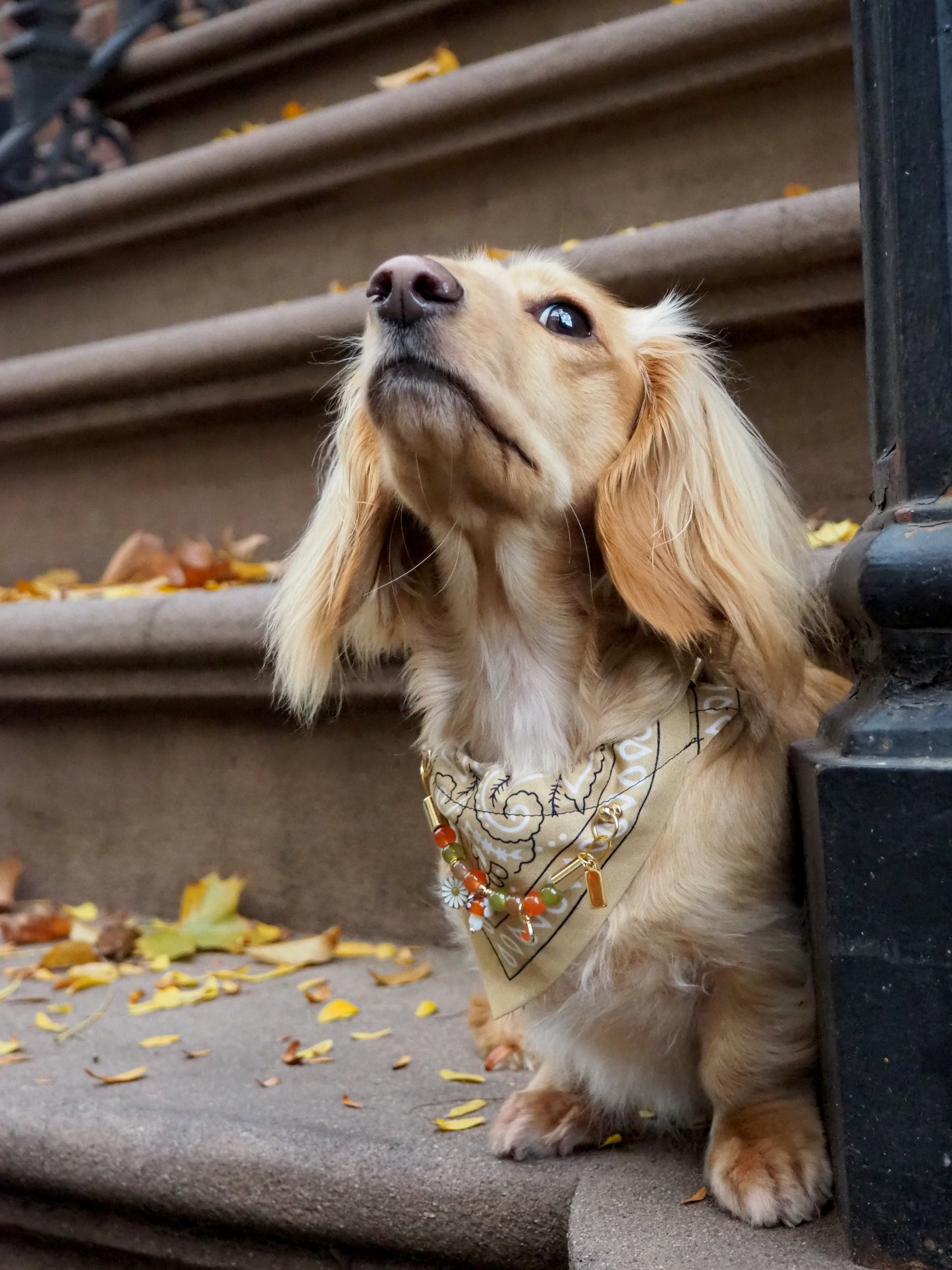 犬と猫用のイエローアリゾナバンダナカラー