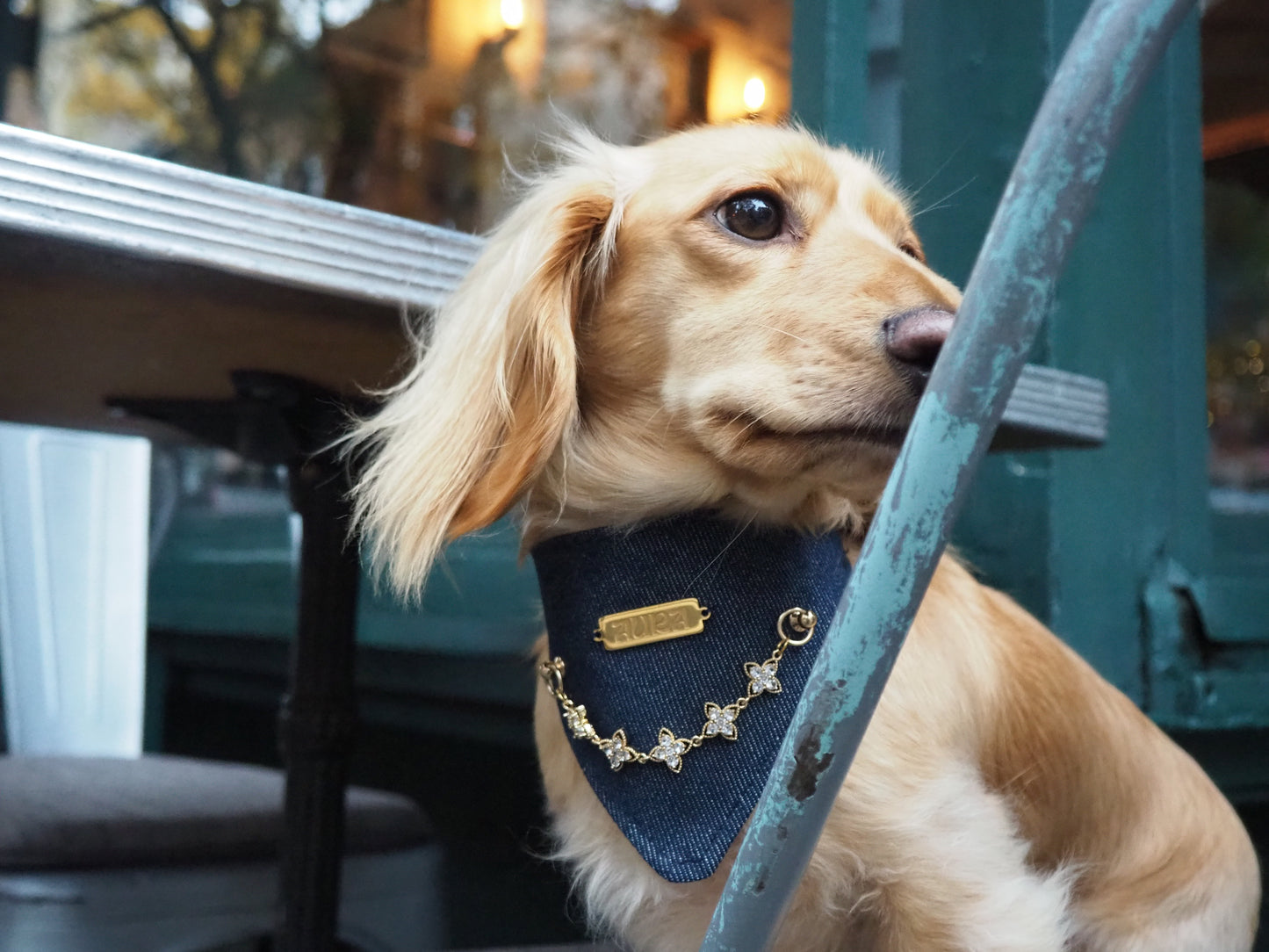 Bandana-Collier 100% denim Star Kid pour chiens