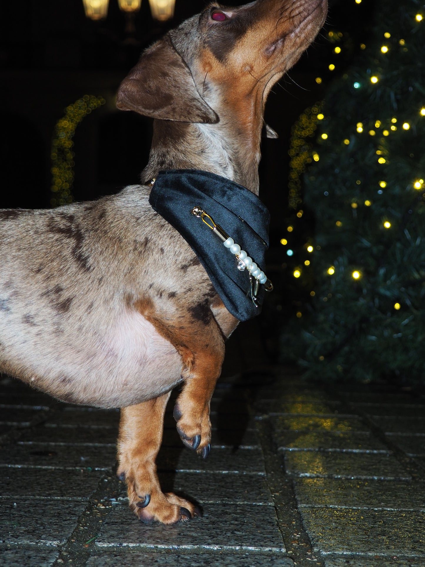 Bandana-Collier Velours Noir Précieux