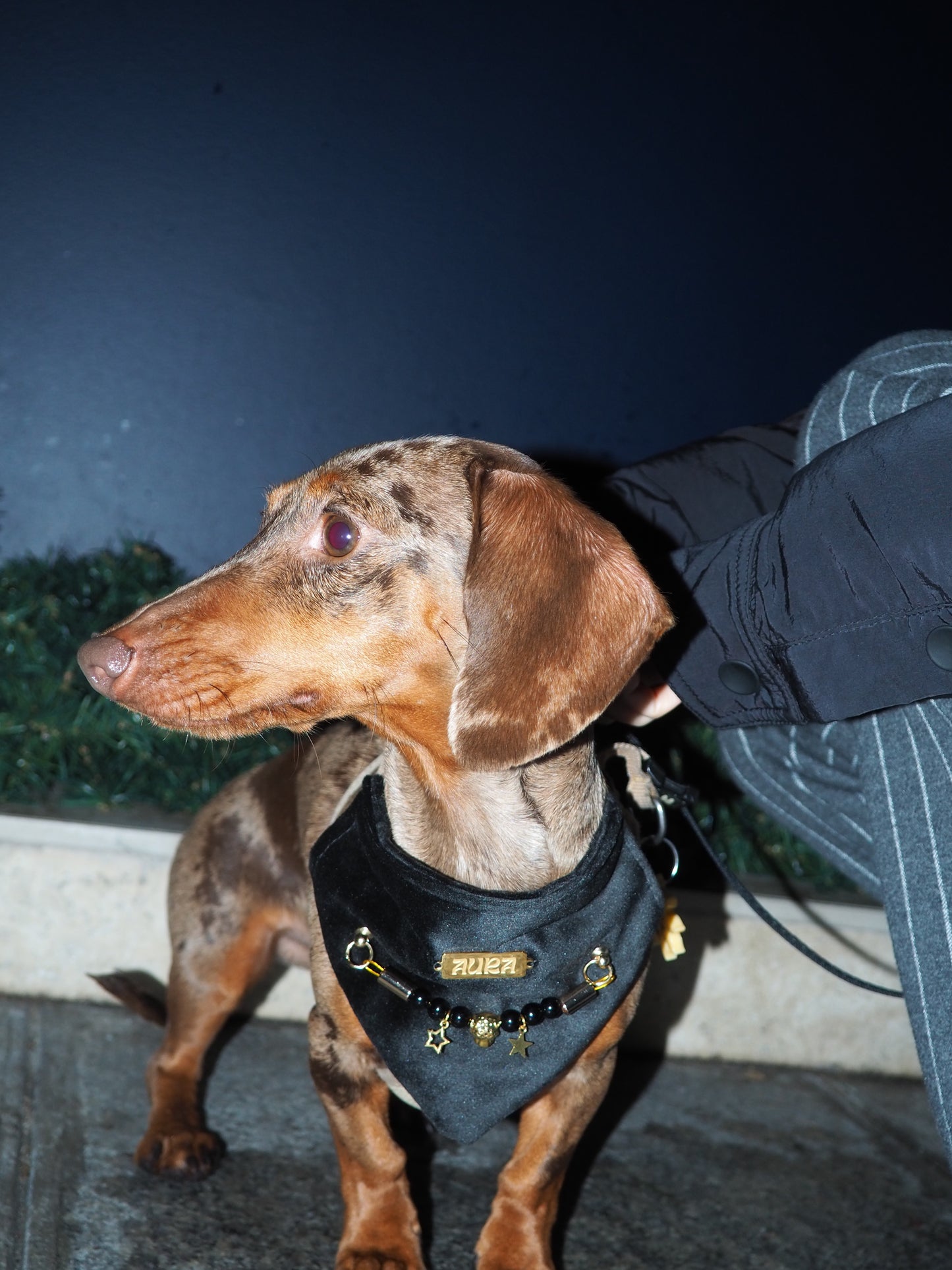 Bandana-Collier Velours Noir Impérial