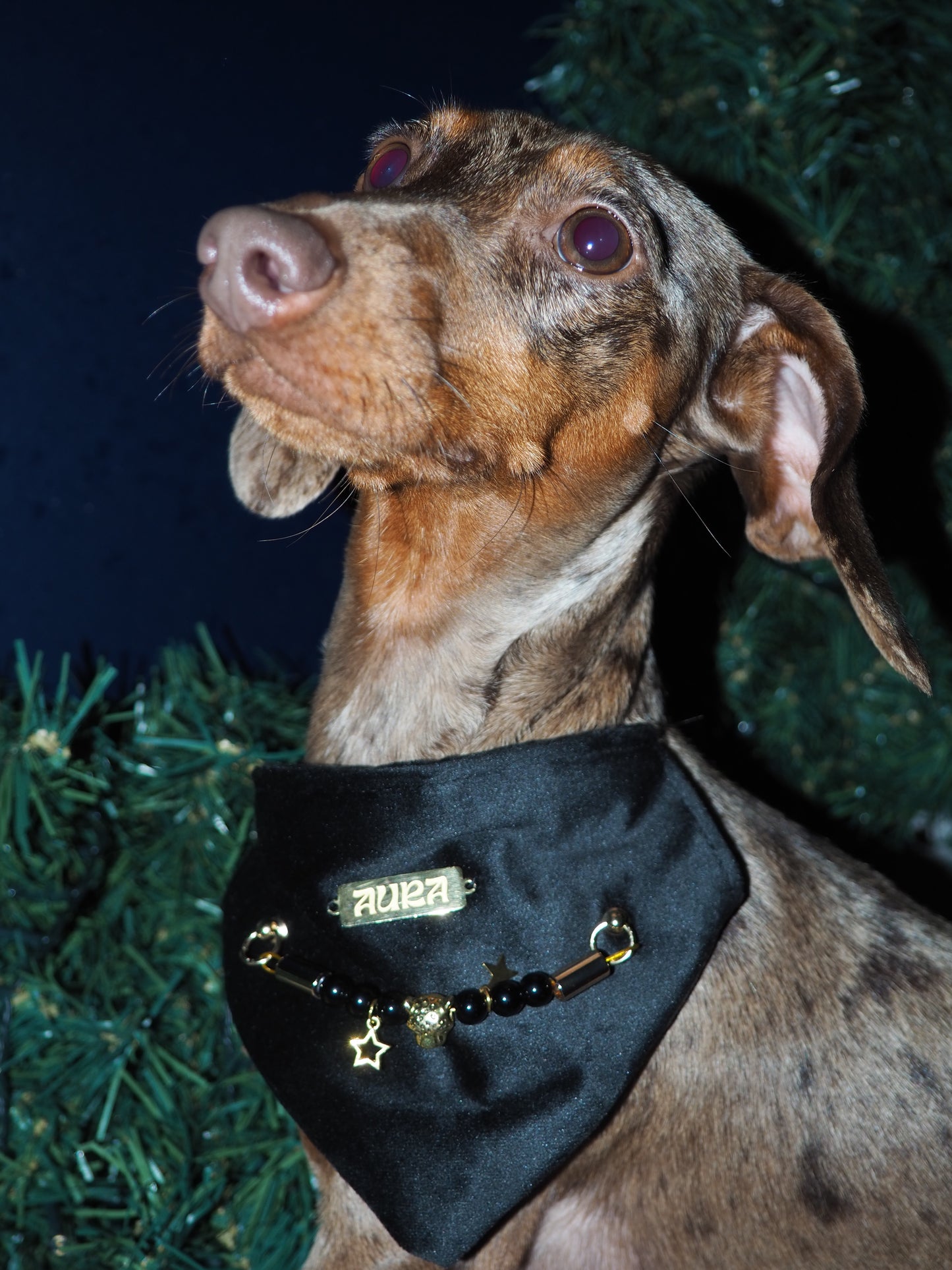 Bandana-Collier Velours Noir Impérial