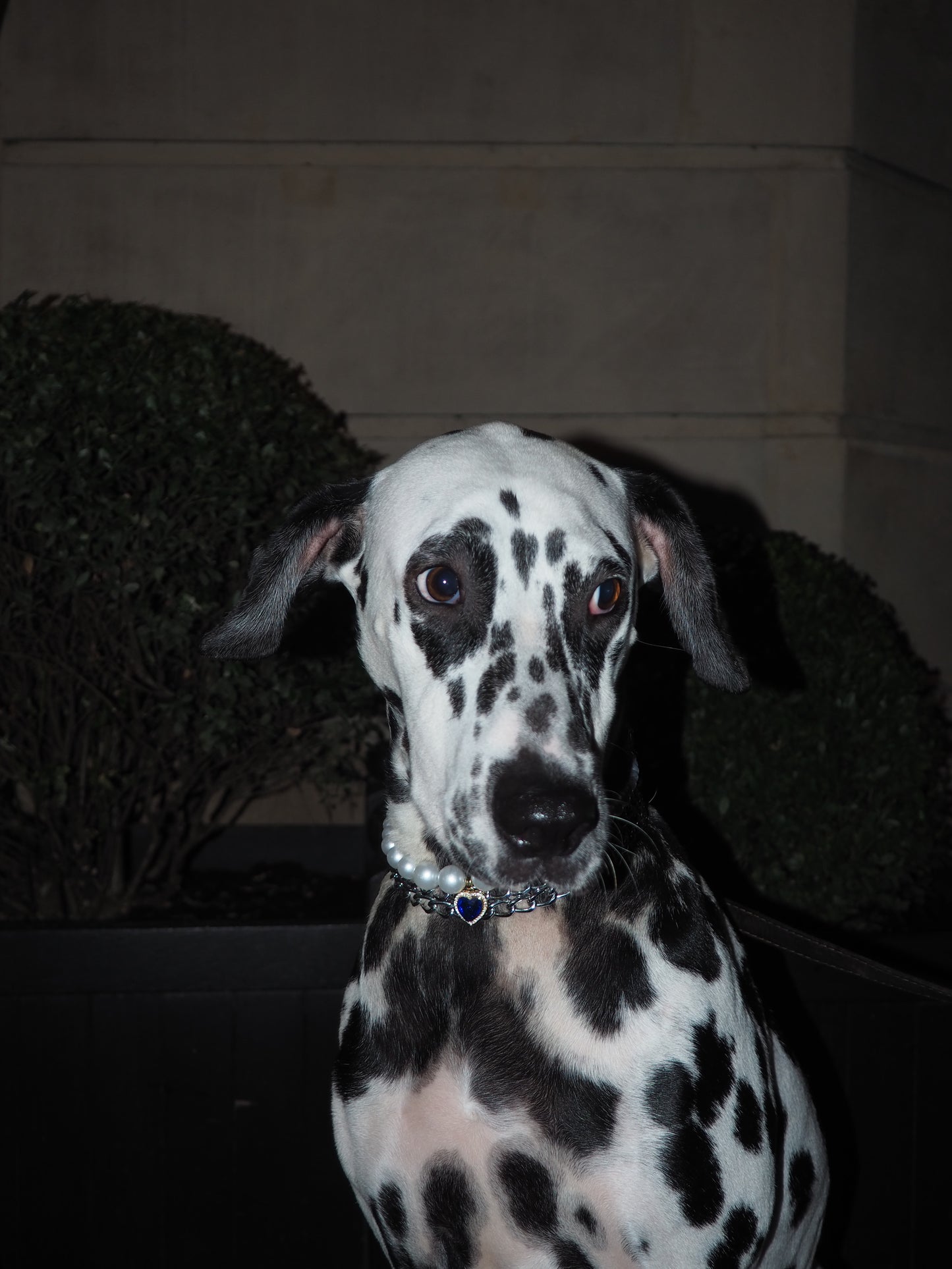 Collier en perles pour chien et chat Duchesse