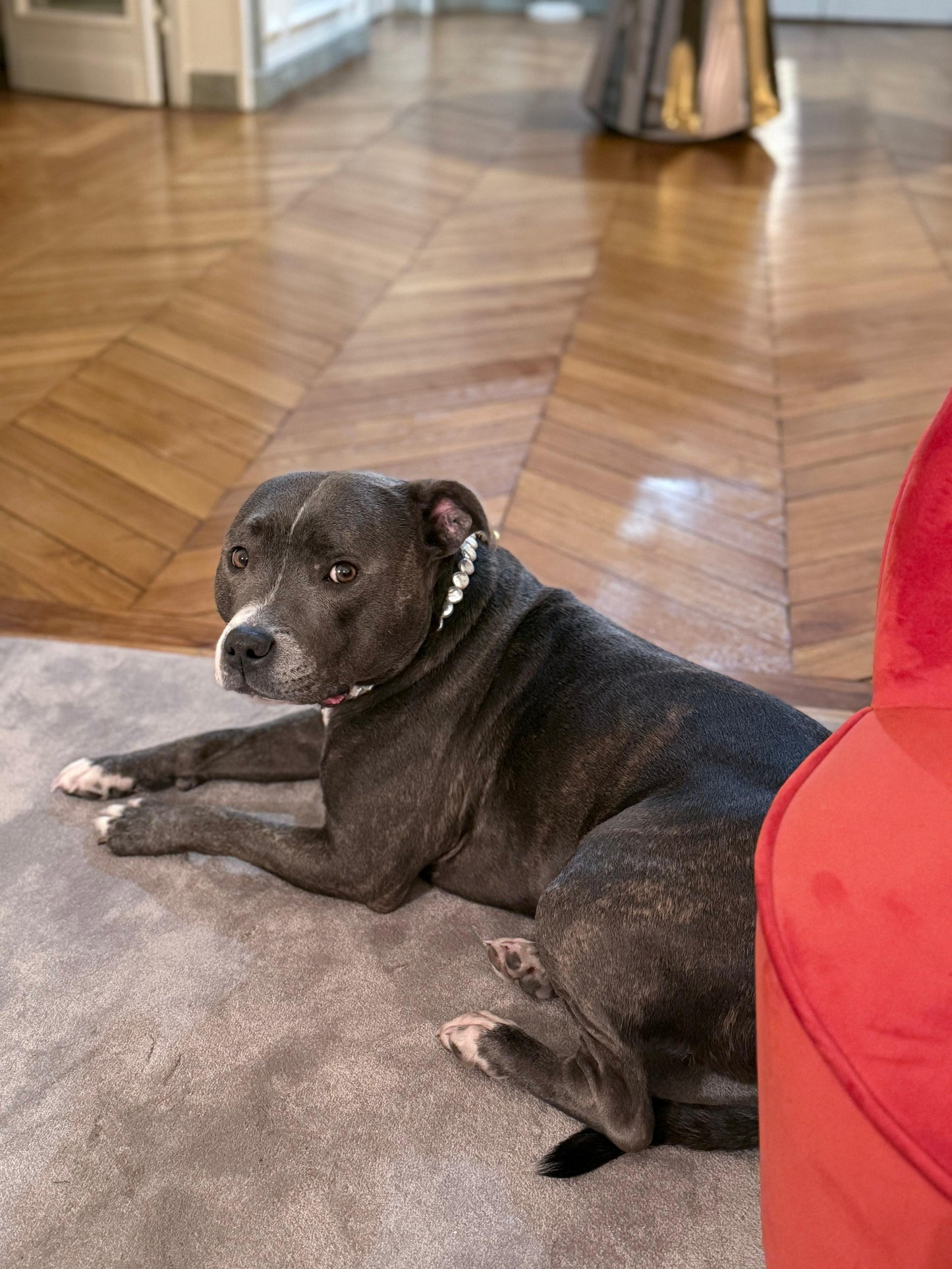 犬と猫用のIsla Pearl首輪