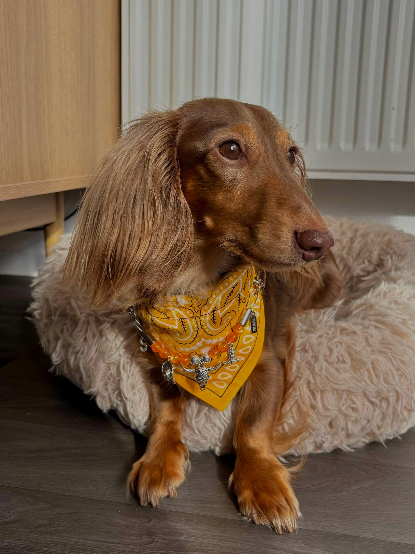 Collier Bandana 100% personnalisé